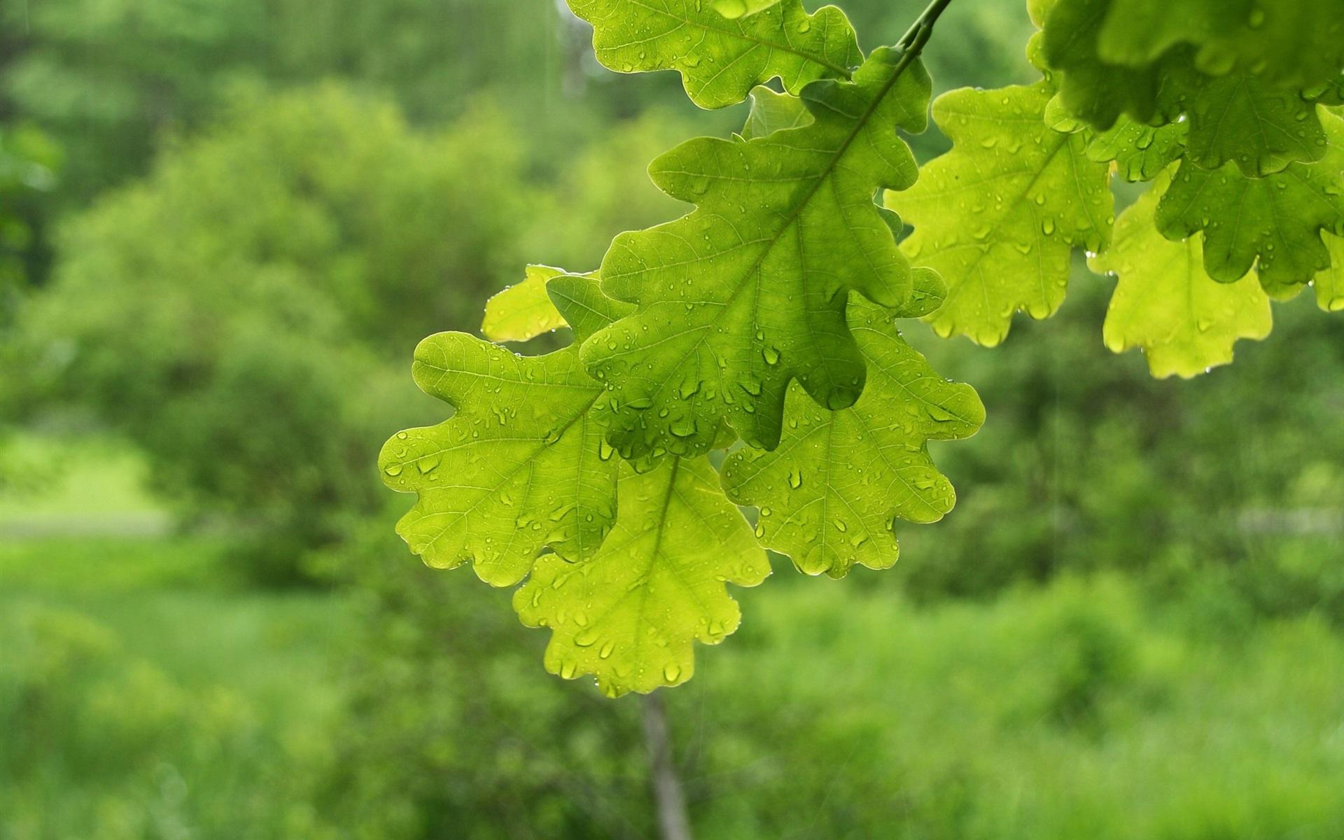 Oak Leaves Wallpapers Wallpaper Cave