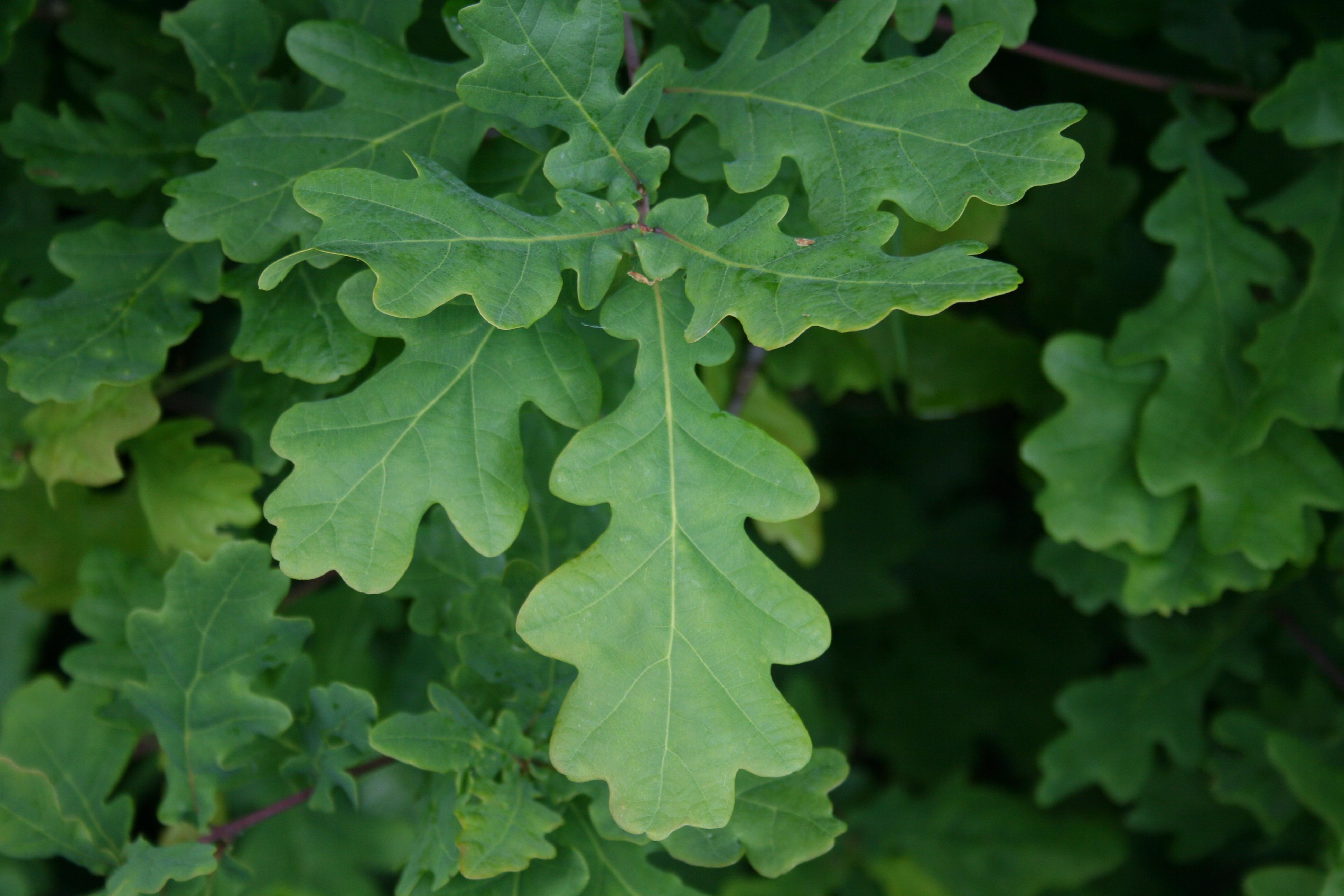 Oak Leaves Wallpapers Wallpaper Cave