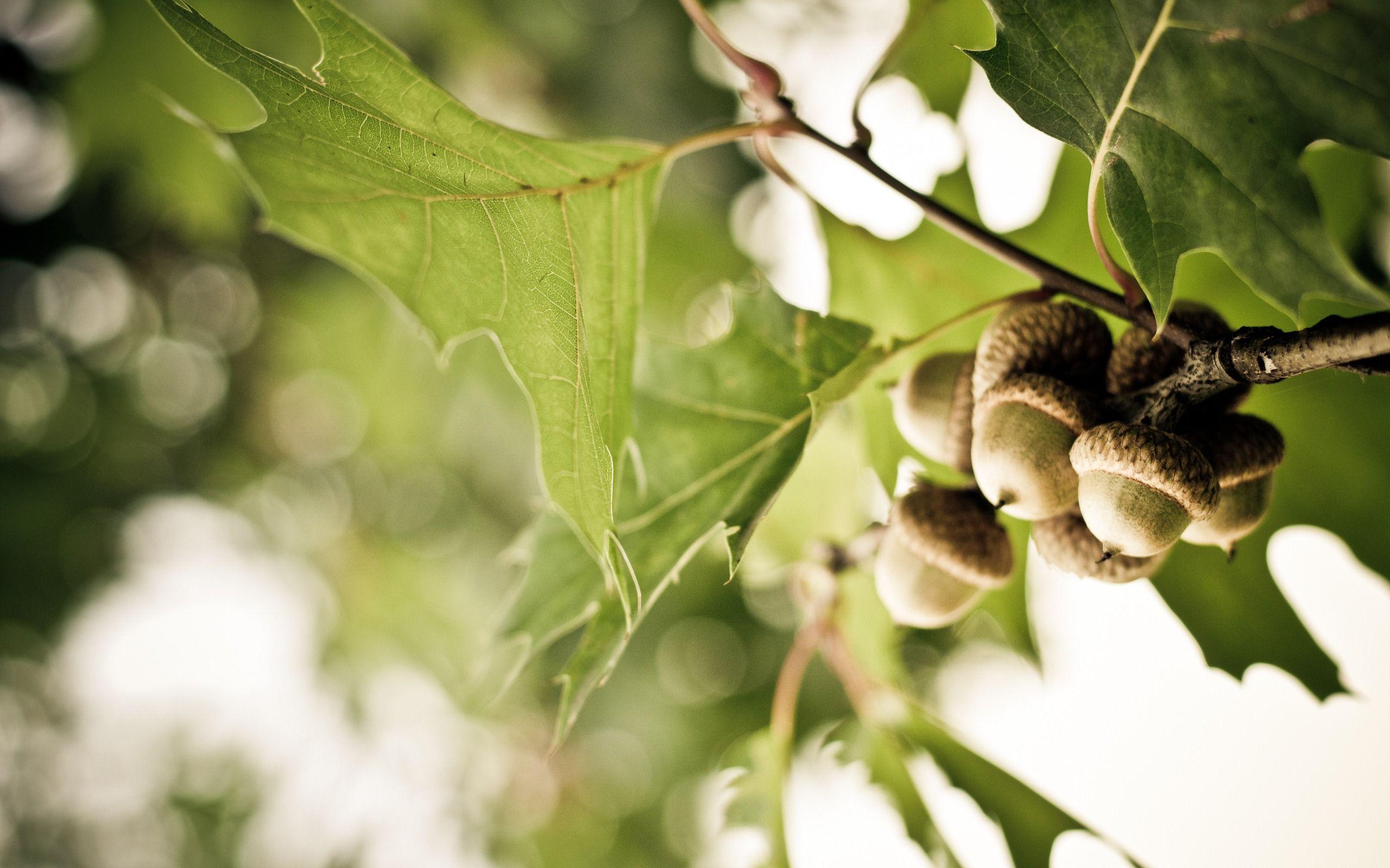 Oak Leaves Wallpapers Wallpaper Cave