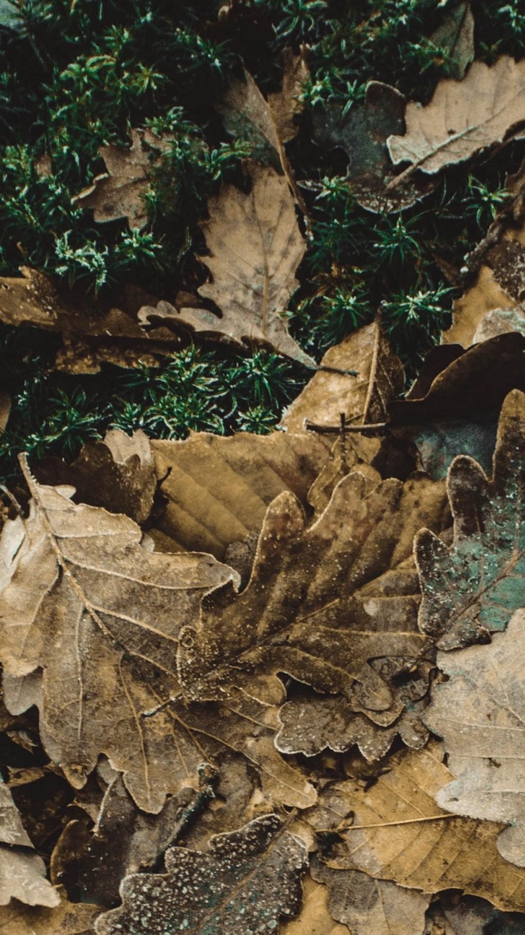 Oak Leaves Wallpapers Wallpaper Cave