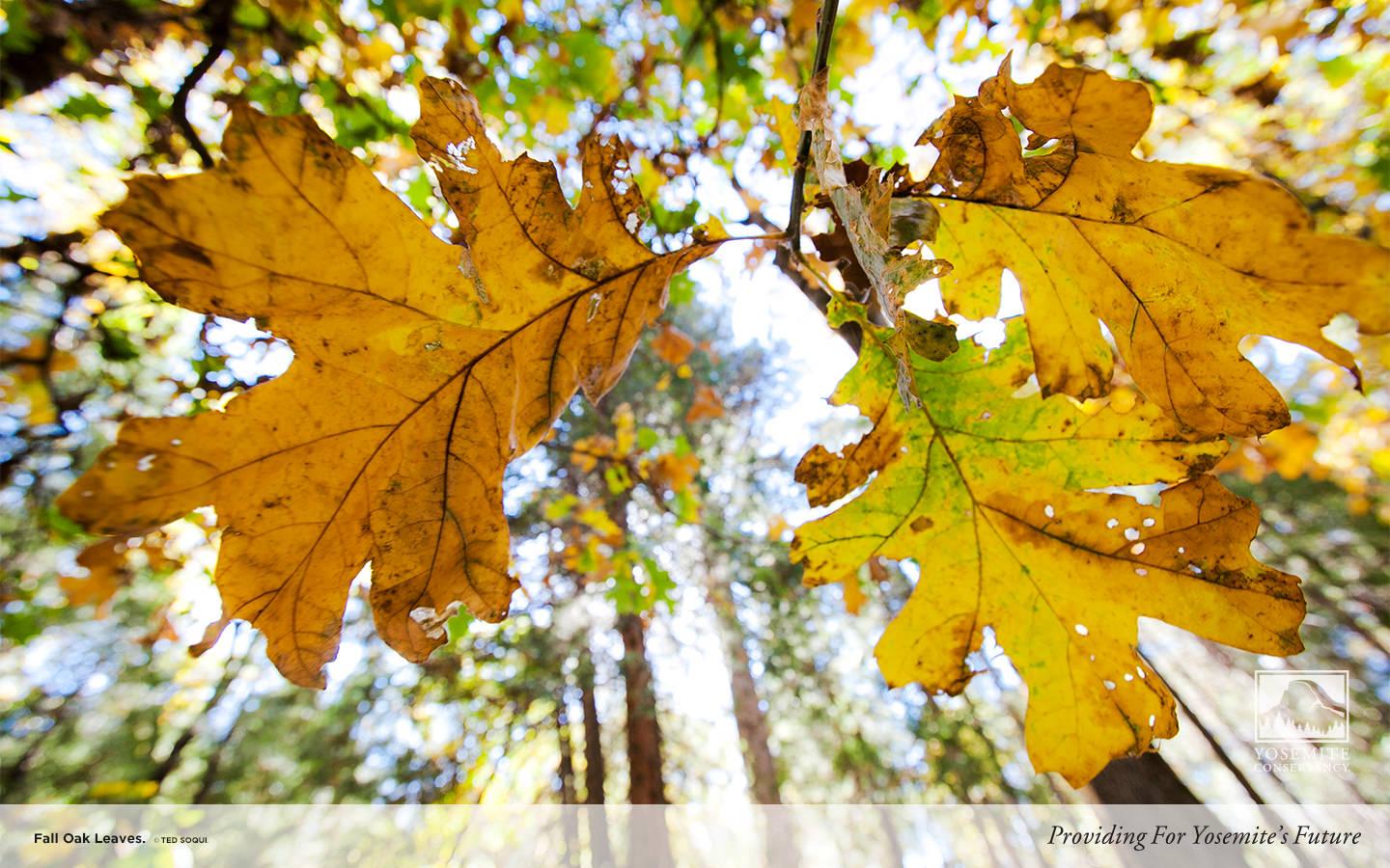 Oak Leaves Wallpapers Wallpaper Cave