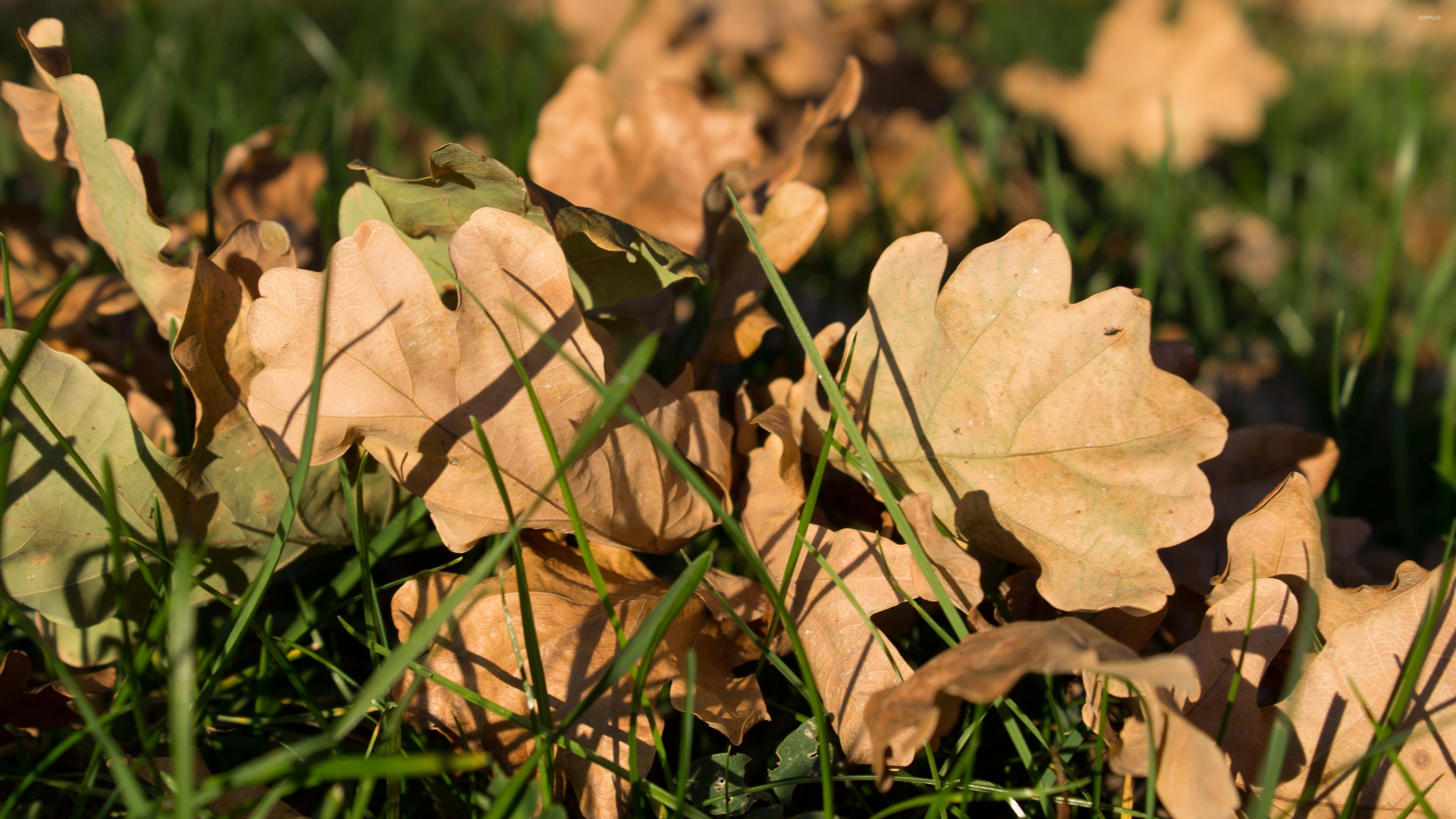 Oak Leaves Wallpapers Wallpaper Cave