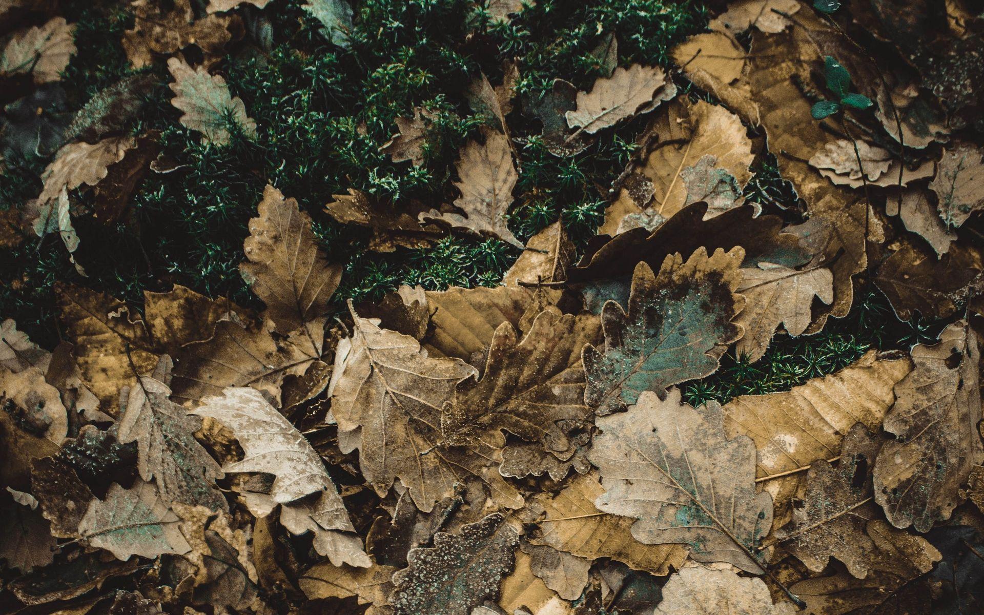 Oak Leaves Wallpapers Wallpaper Cave