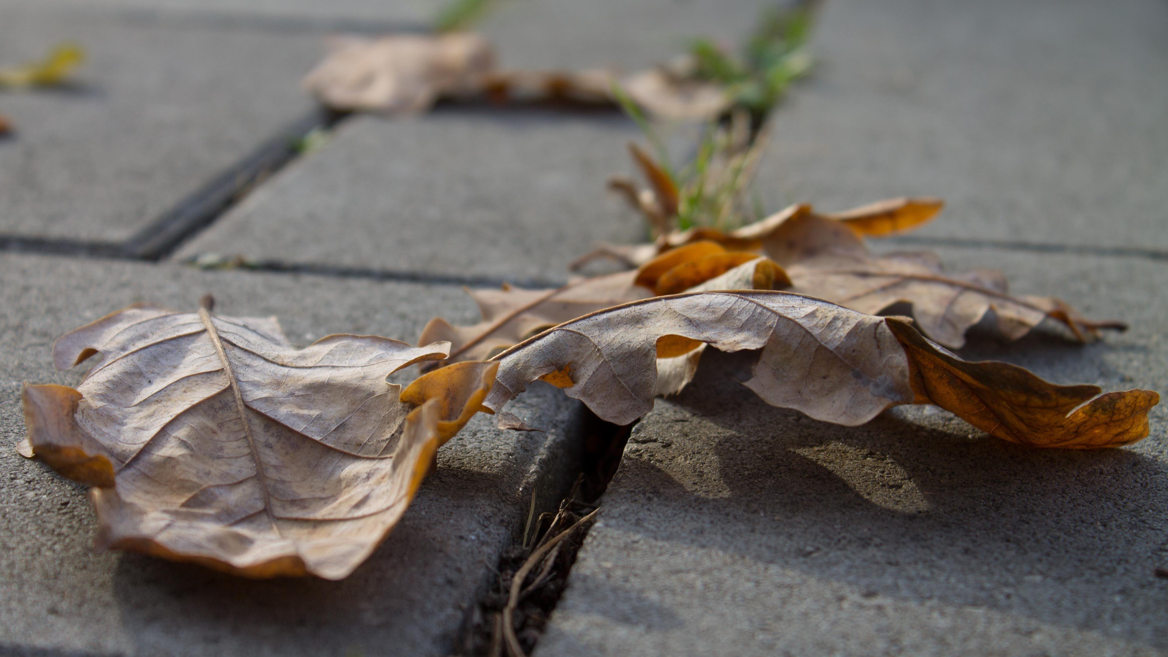 Oak Leaves Wallpapers Wallpaper Cave