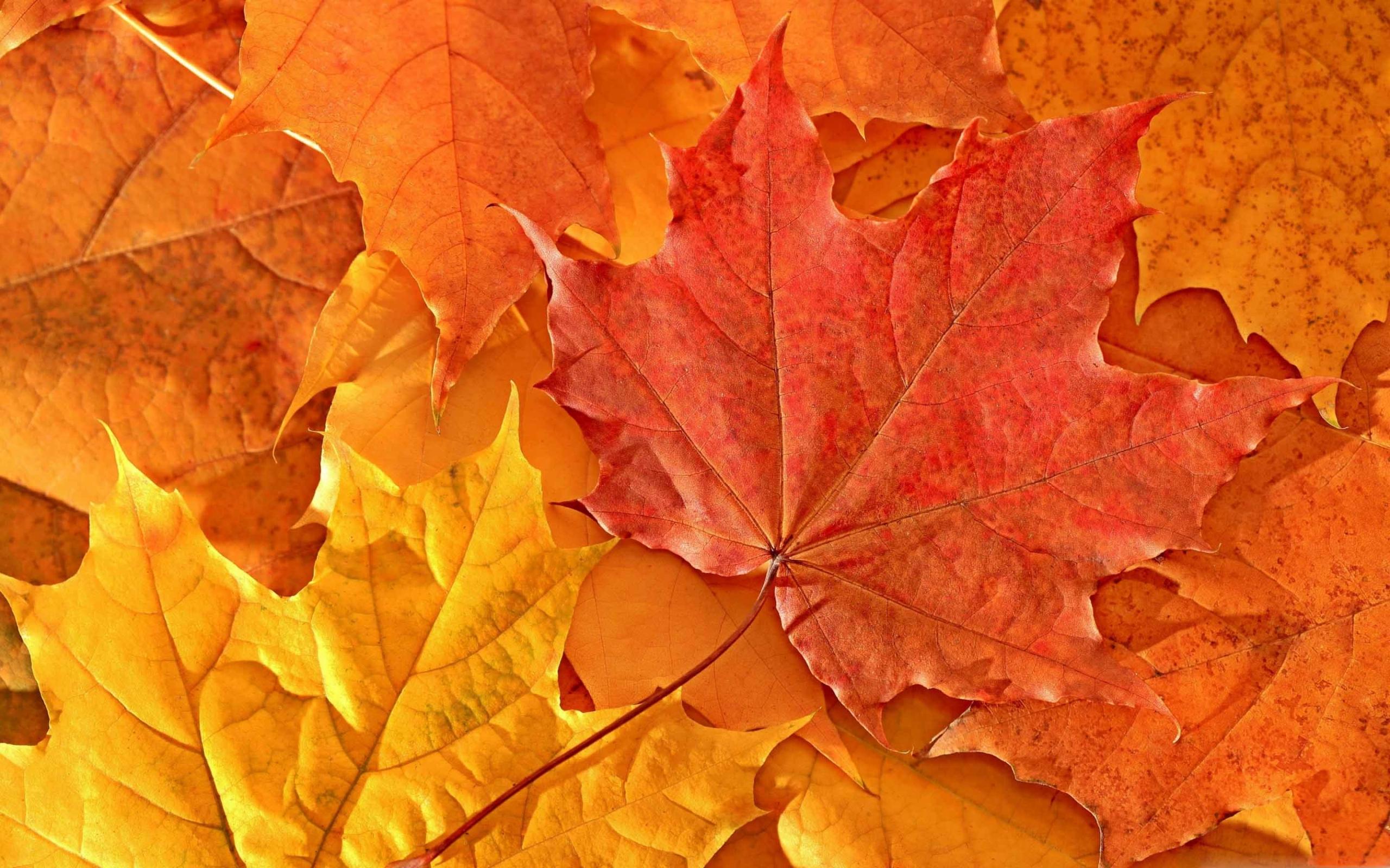 Oak Leaves Wallpapers Wallpaper Cave