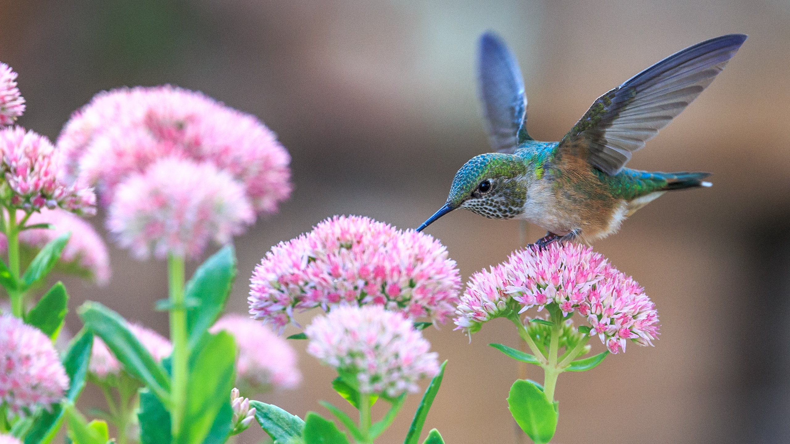 Bird With Flowers Wallpapers Wallpaper Cave