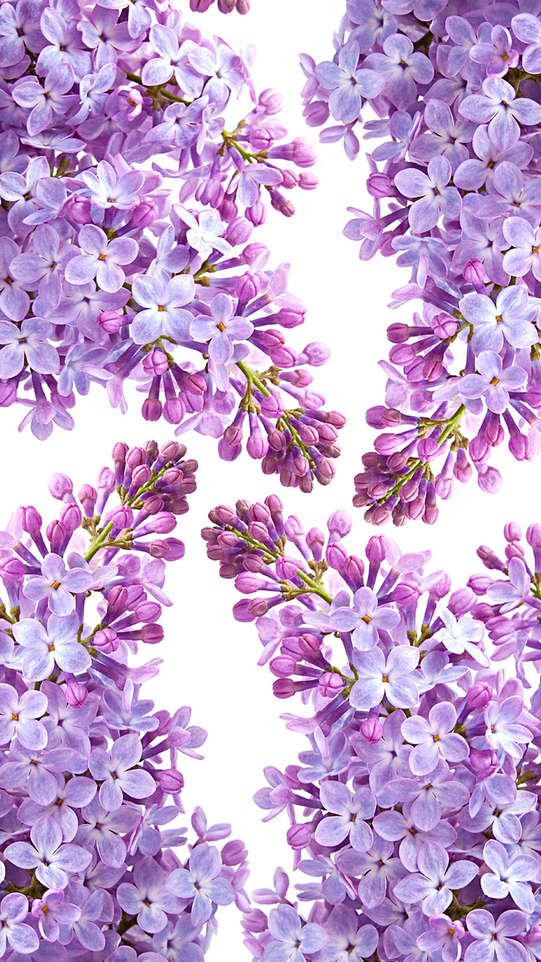 Little Bird And Lilacs Wallpapers Wallpaper Cave