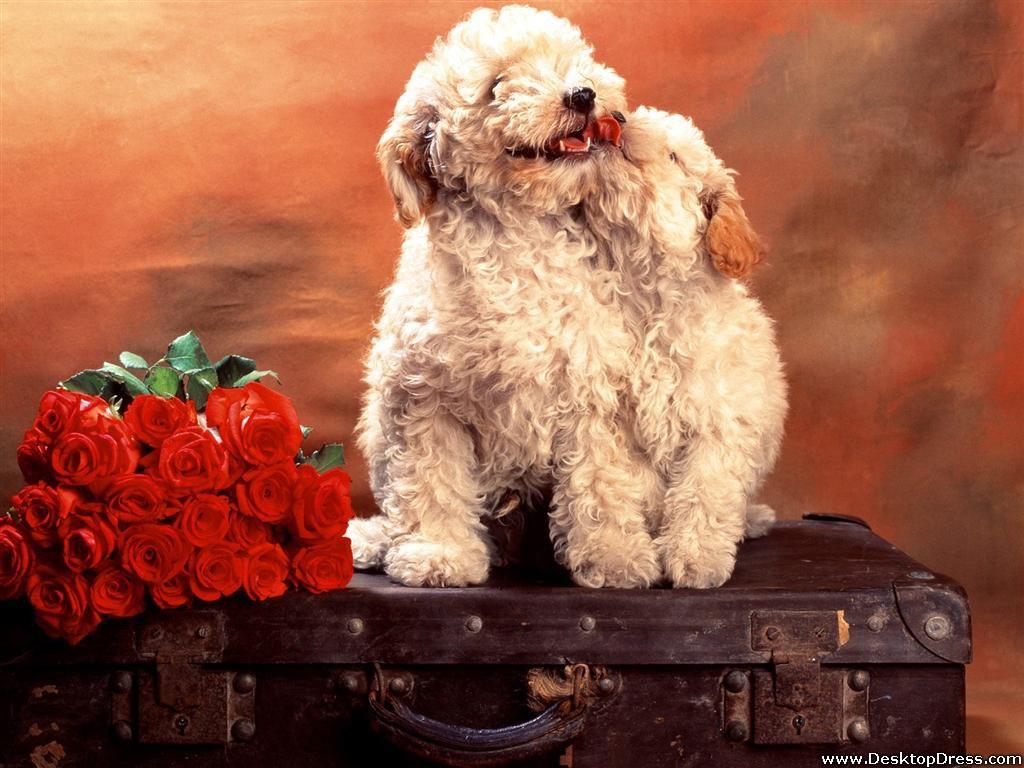 Puppy Love Wallpapers Wallpaper Cave