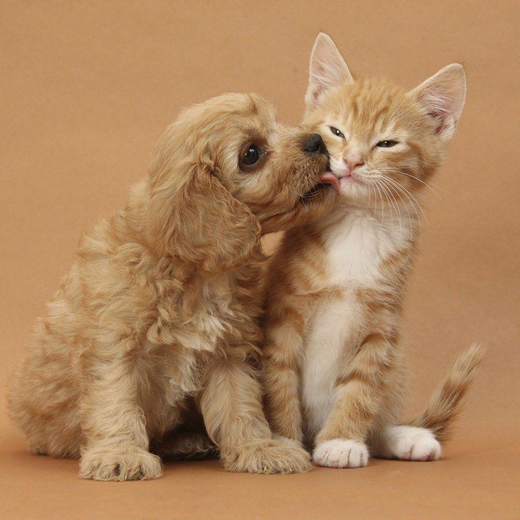 Valentines Puppy And Kitten Wallpapers Wallpaper Cave