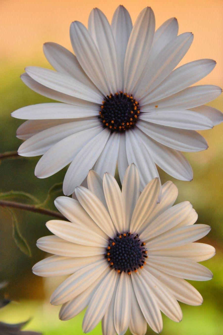 Beautiful Flower Nature Wallpaper Hd For Mobile Beautiful Flower Nature Wallpaper Hd For