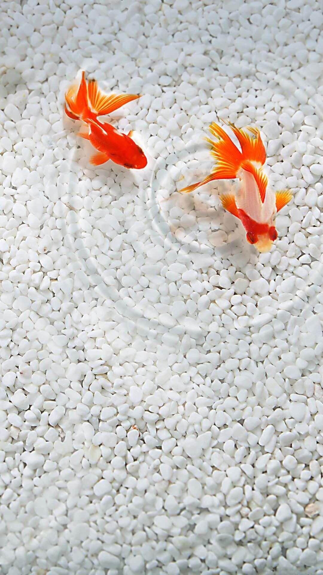 Goldfish iPhone Wallpapers Wallpaper Cave