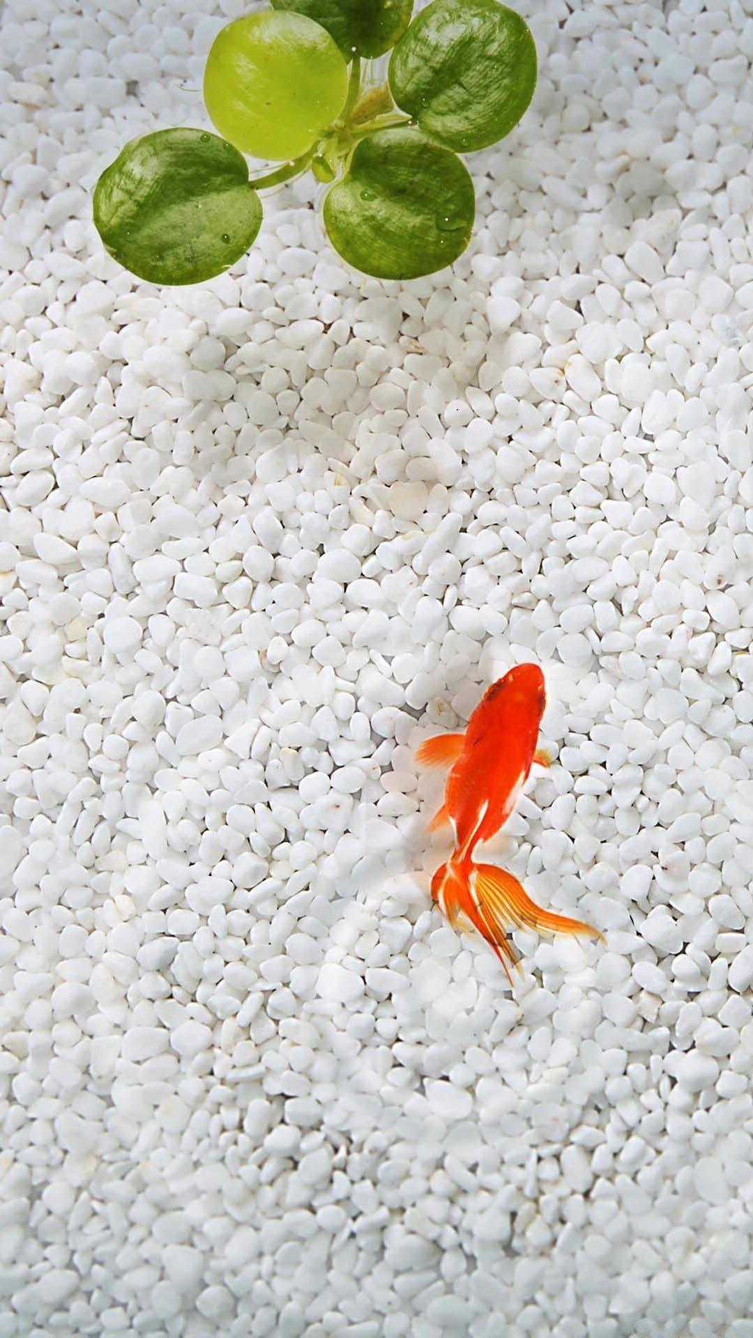Goldfish iPhone Wallpapers Wallpaper Cave