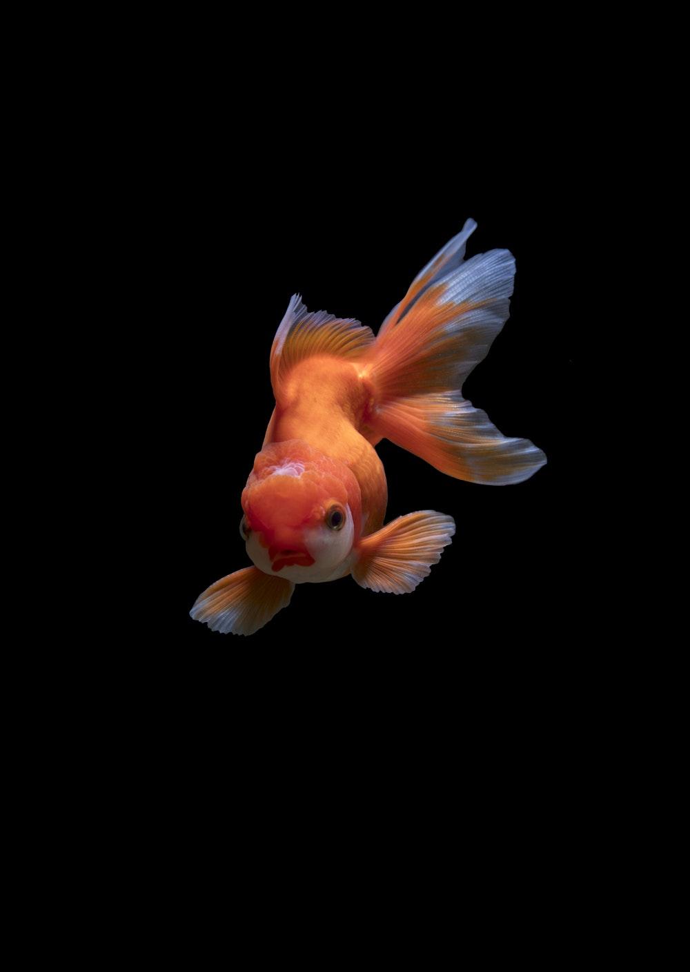 Goldfish iPhone Wallpapers Wallpaper Cave