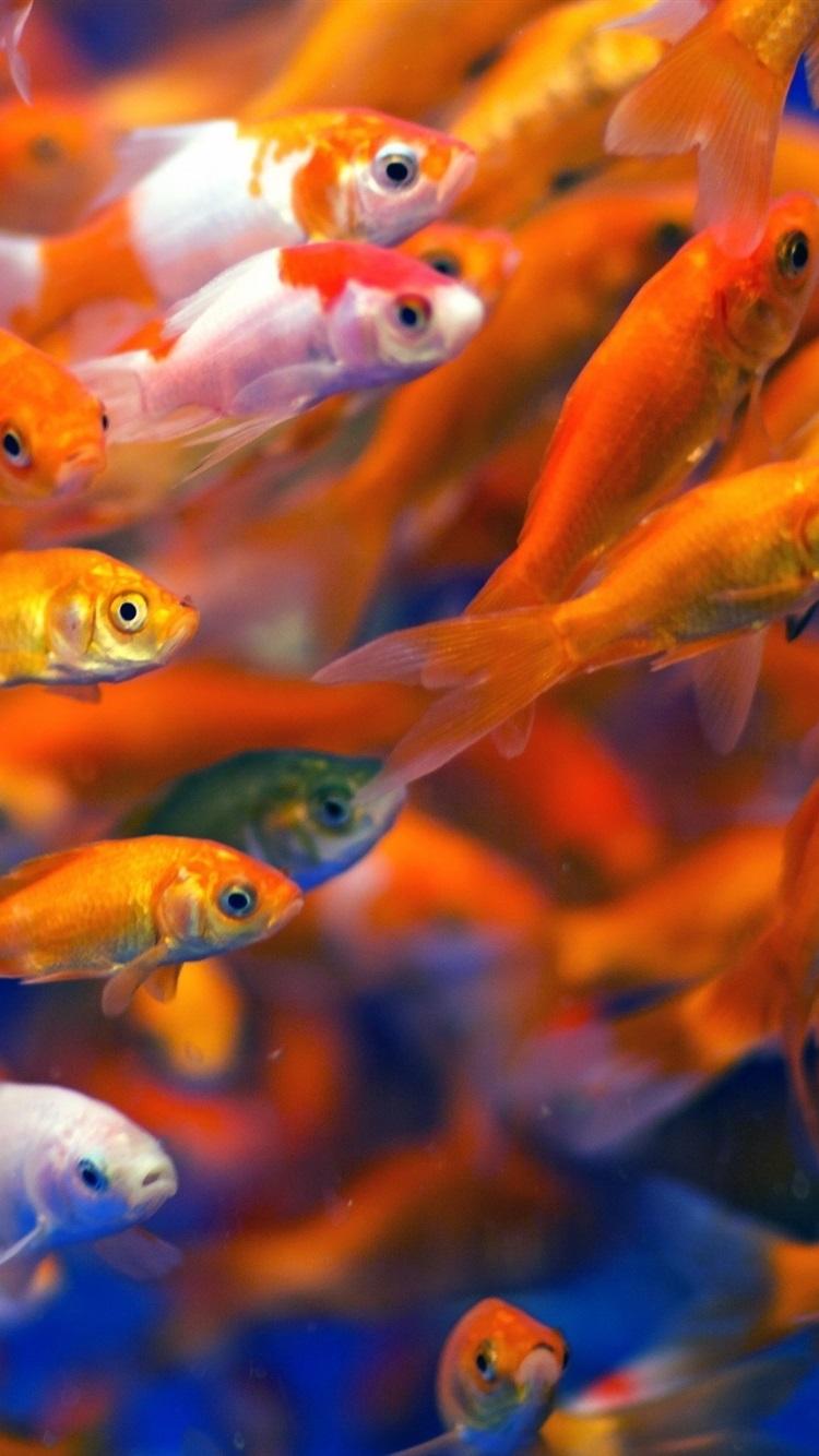 Goldfish iPhone Wallpapers Wallpaper Cave