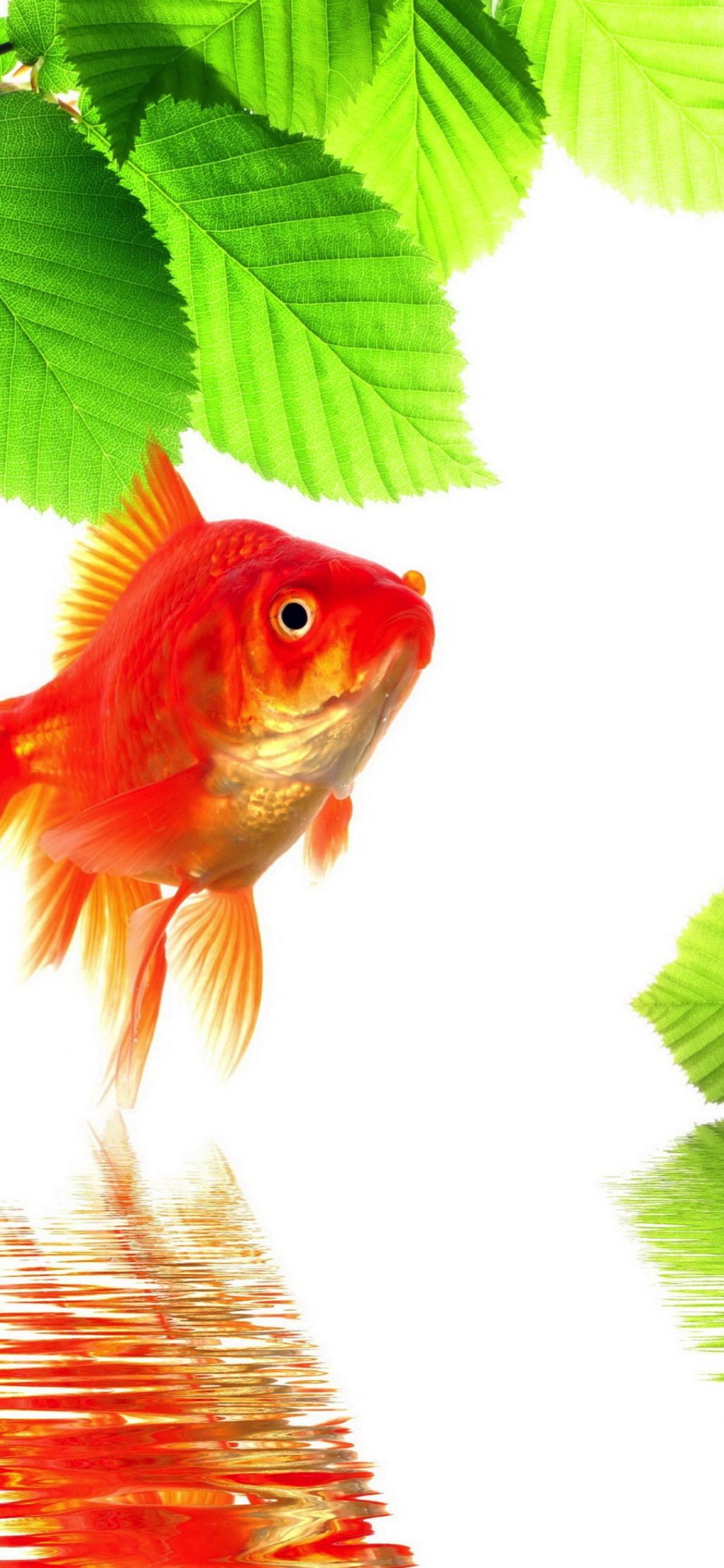 Goldfish iPhone Wallpapers Wallpaper Cave