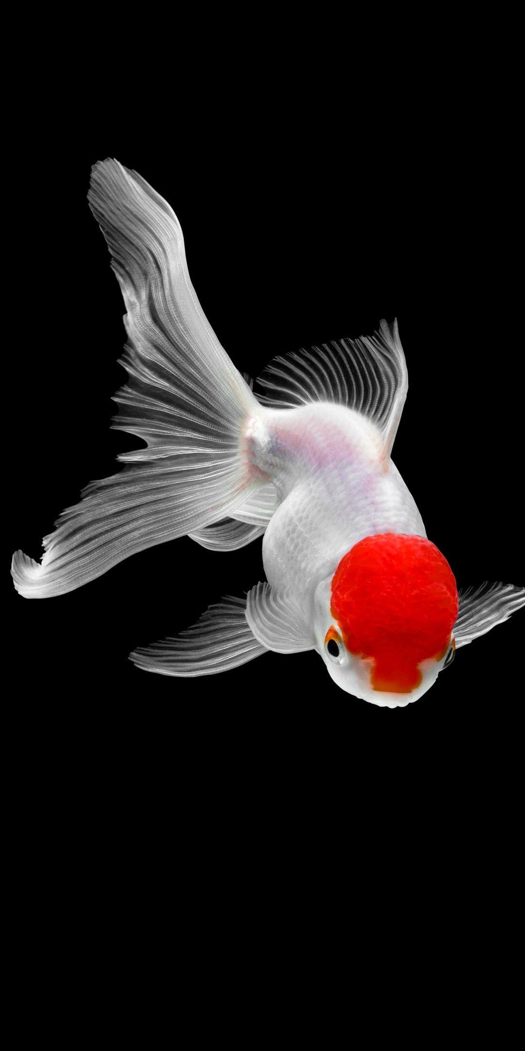 Goldfish iPhone Wallpapers Wallpaper Cave