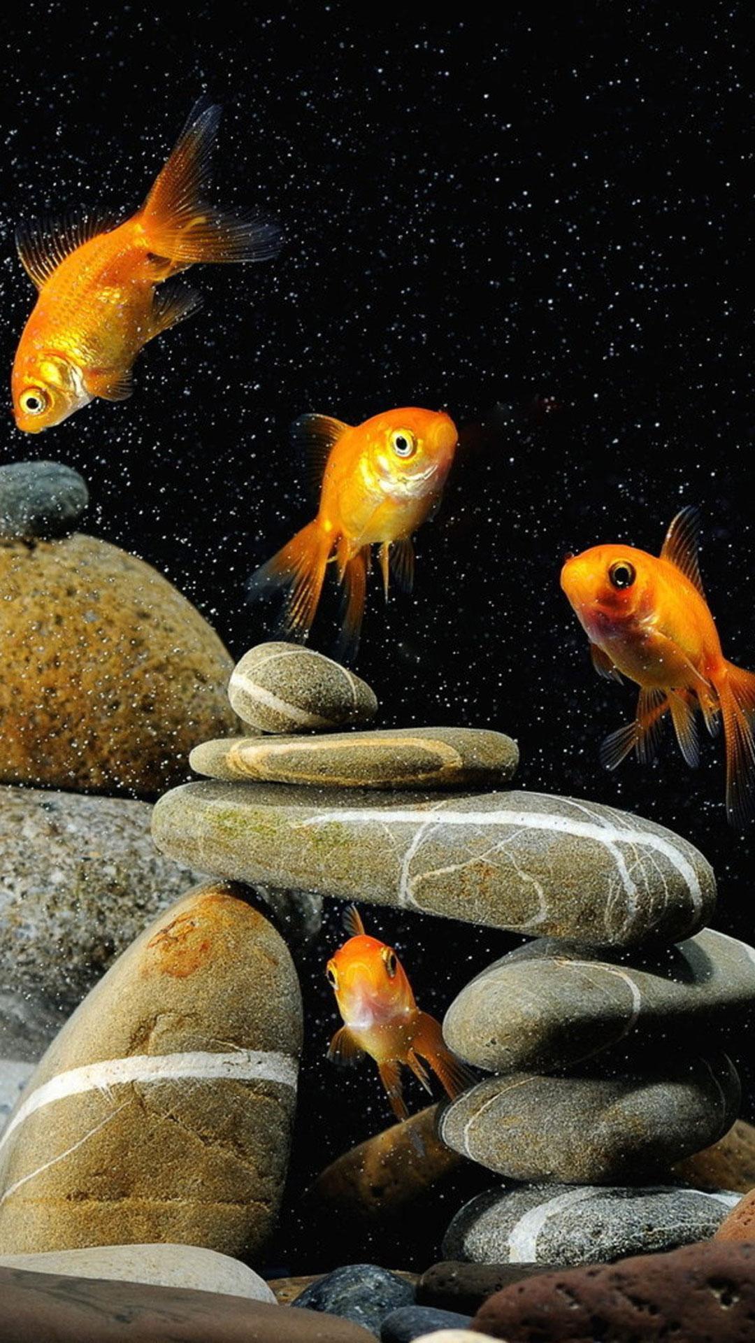Goldfish iPhone Wallpapers Wallpaper Cave