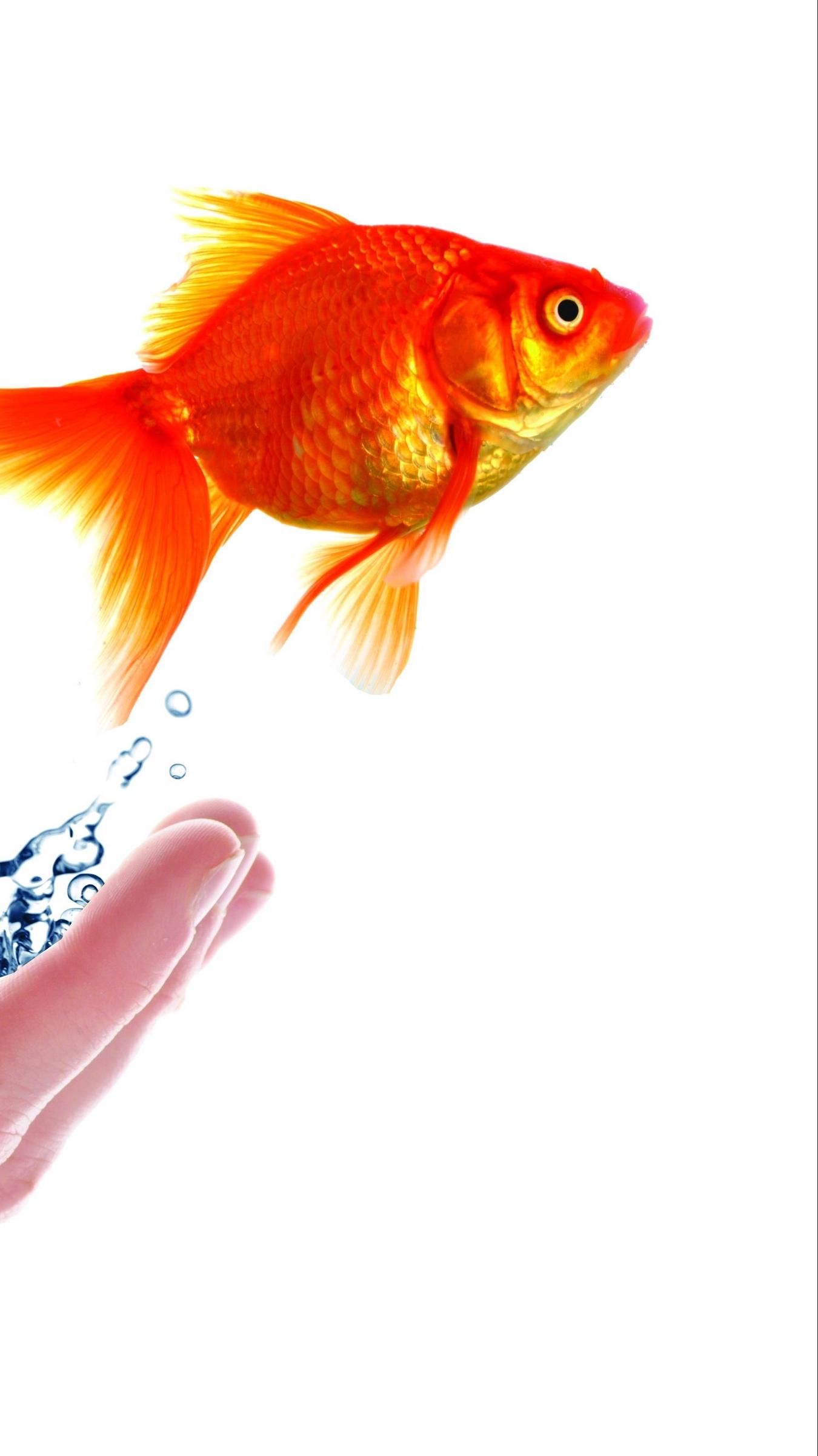 Goldfish iPhone Wallpapers Wallpaper Cave