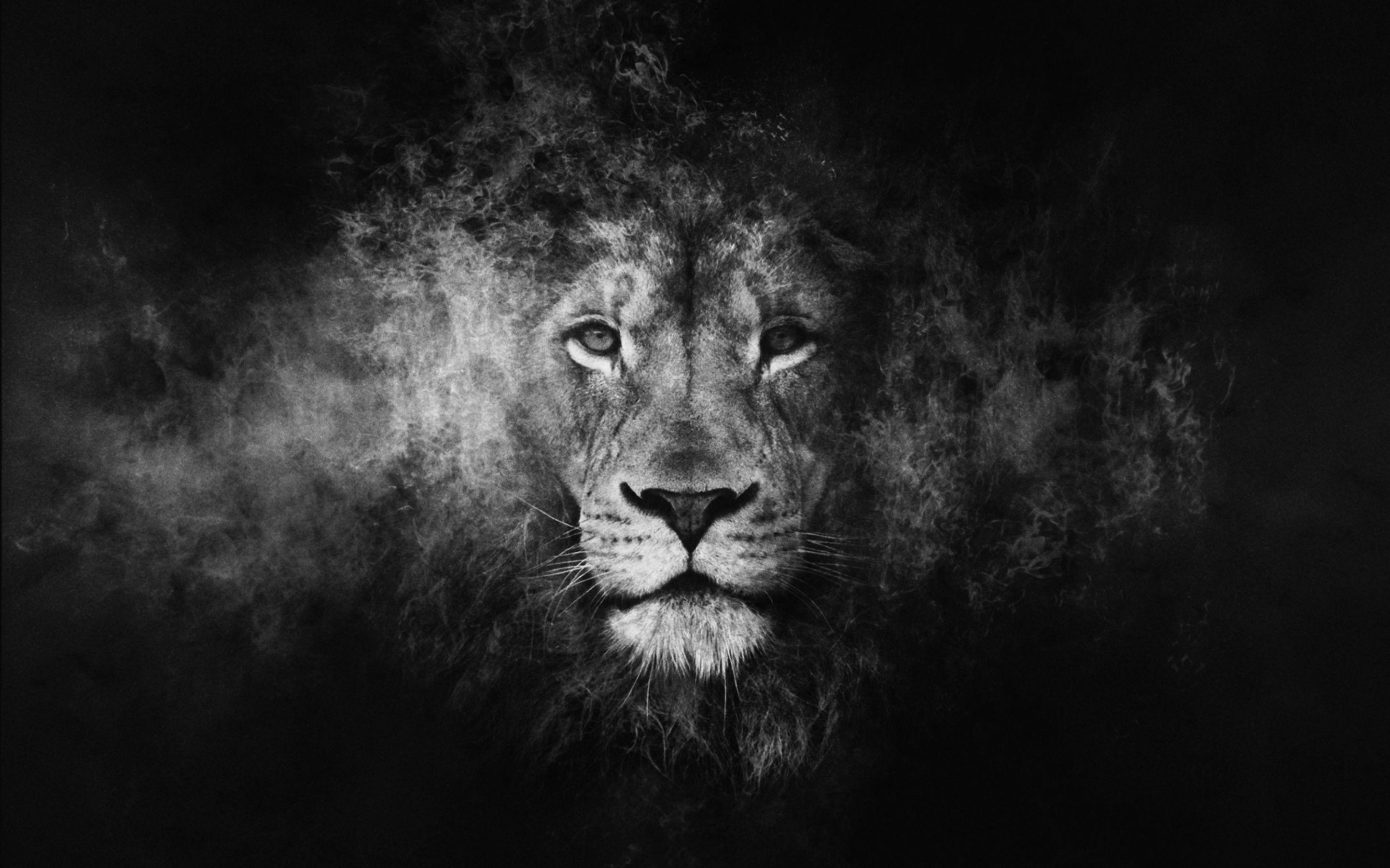 Black Lion 4k Wallpapers Wallpaper Cave