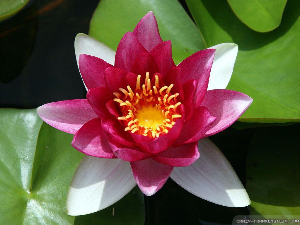 Red Lotus Flower Wallpapers Wallpaper Cave