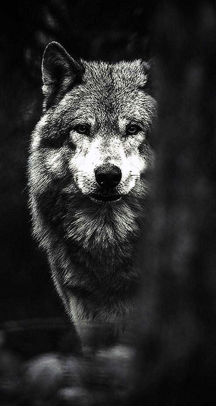 Cool Wolves iPhone Wallpapers Wallpaper Cave