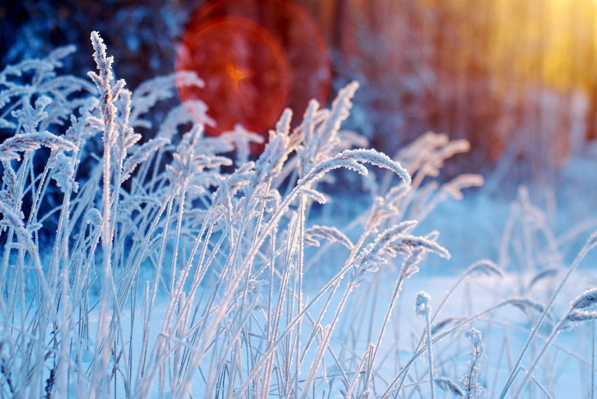 Winter Flowers Desktop Wallpapers Wallpaper Cave