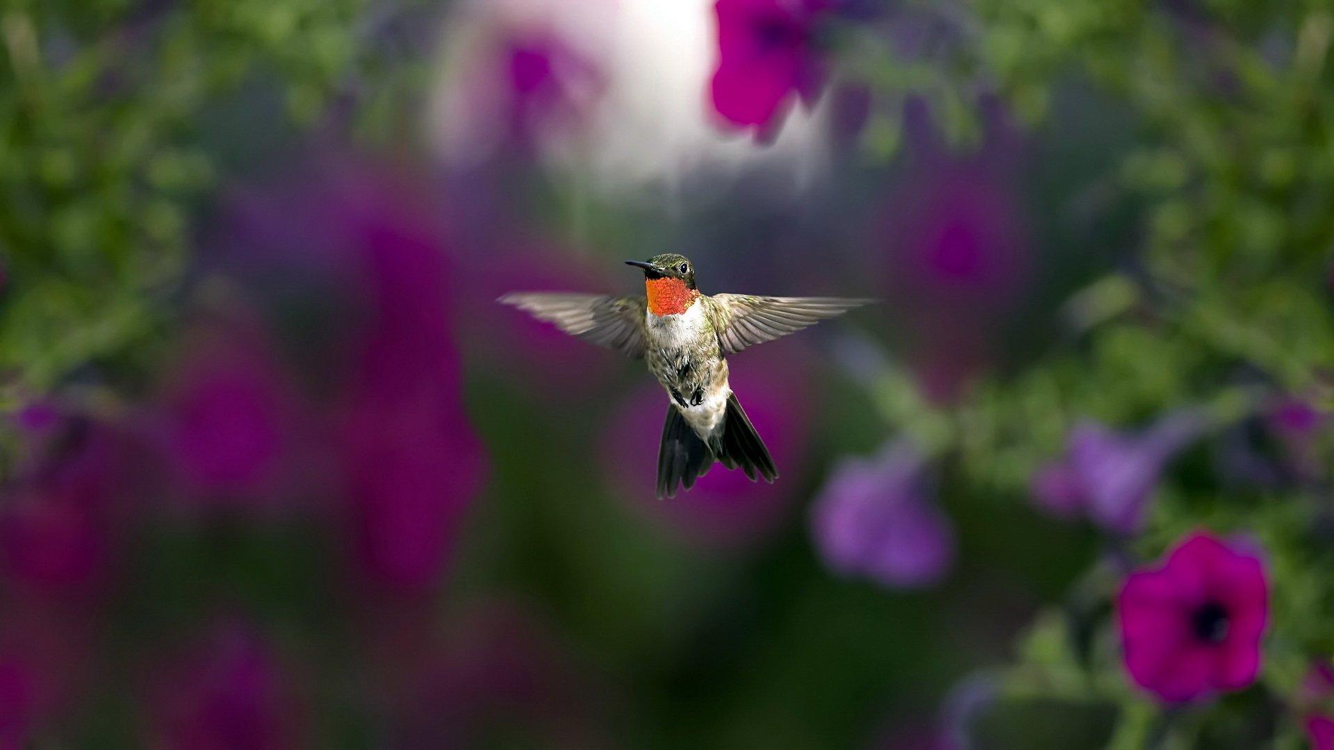 Hummingbirds And Lilacs Wallpapers Wallpaper Cave
