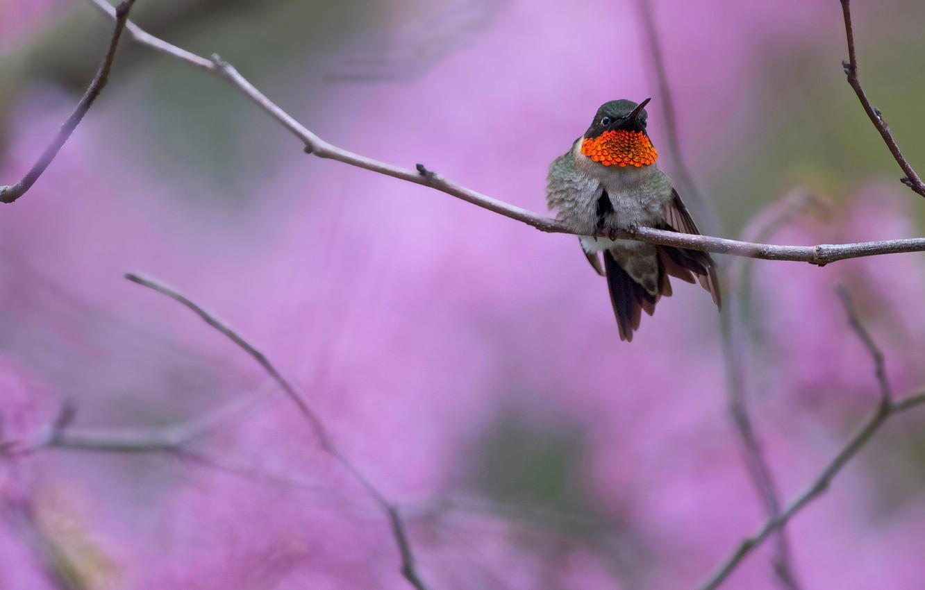 Hummingbirds And Lilacs Wallpapers Wallpaper Cave