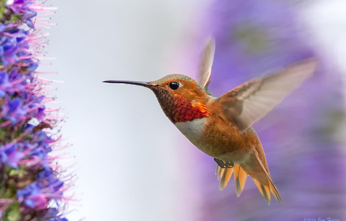 Hummingbirds And Lilacs Wallpapers Wallpaper Cave