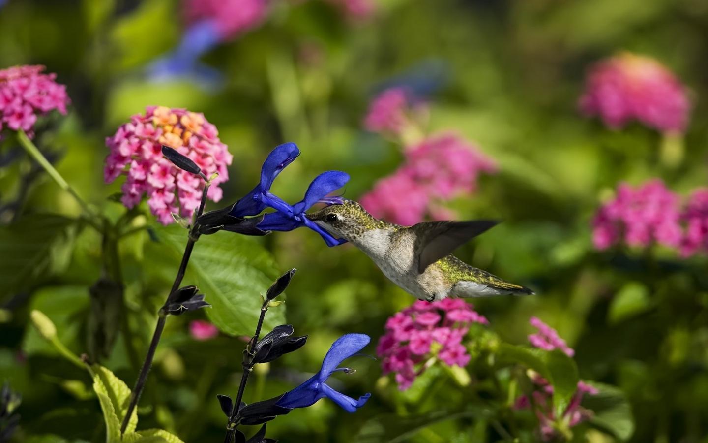 Hummingbirds And Lilacs Wallpapers Wallpaper Cave