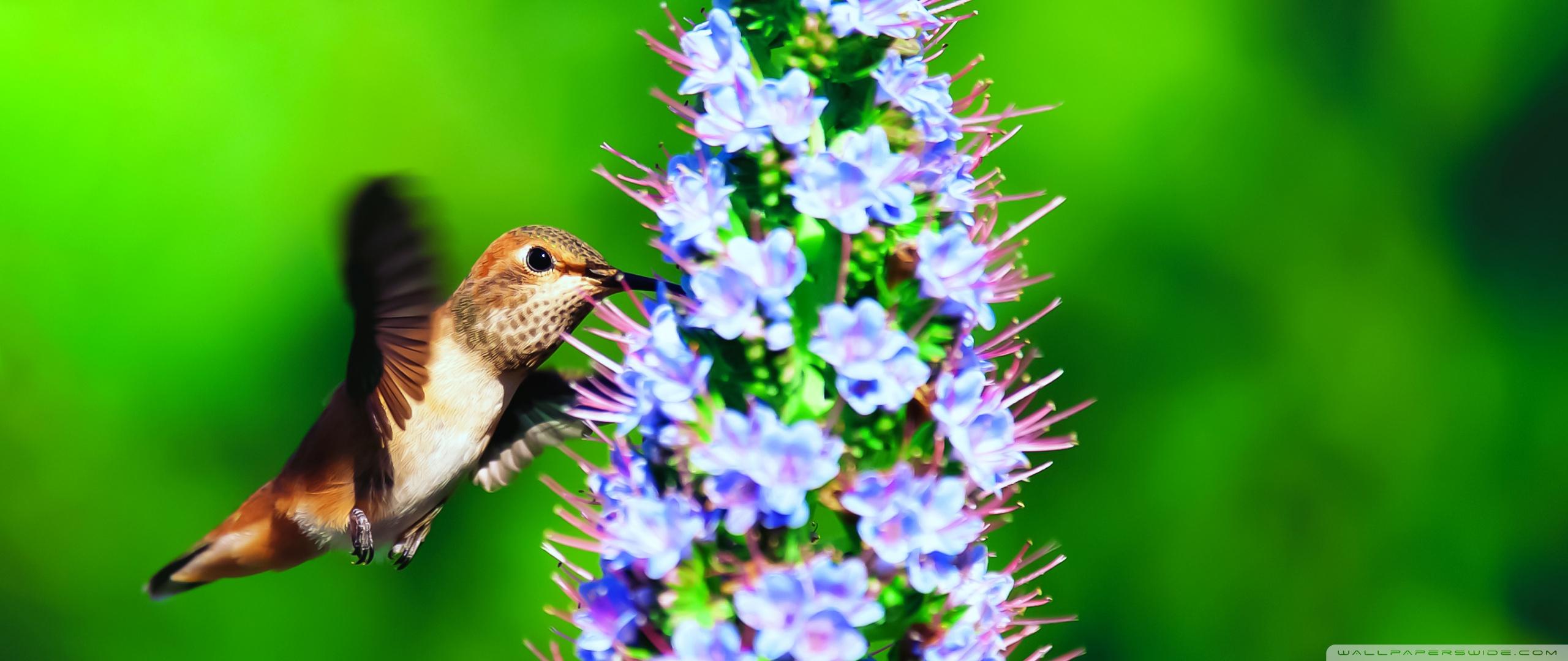 Hummingbirds And Lilacs Wallpapers Wallpaper Cave