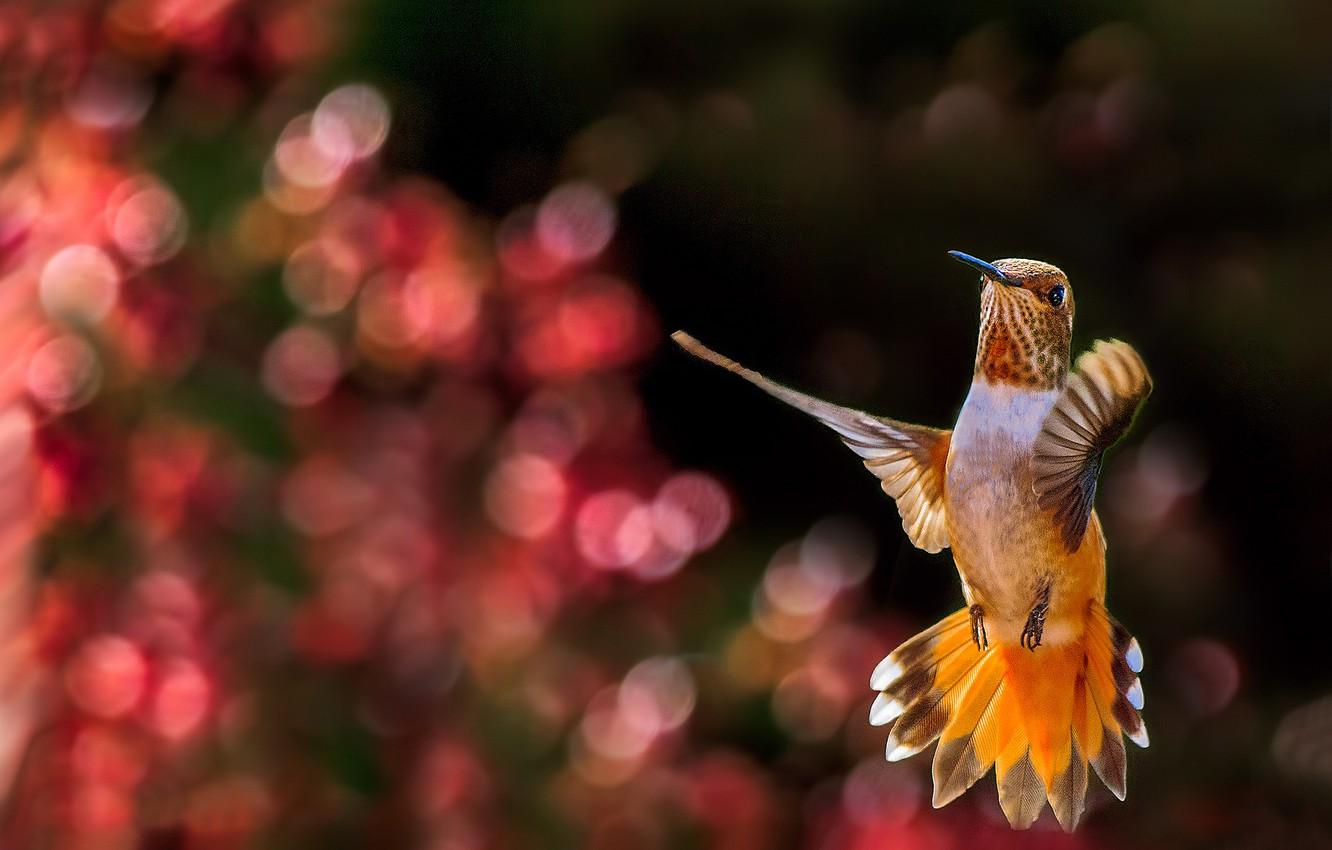 Hummingbirds And Lilacs Wallpapers Wallpaper Cave