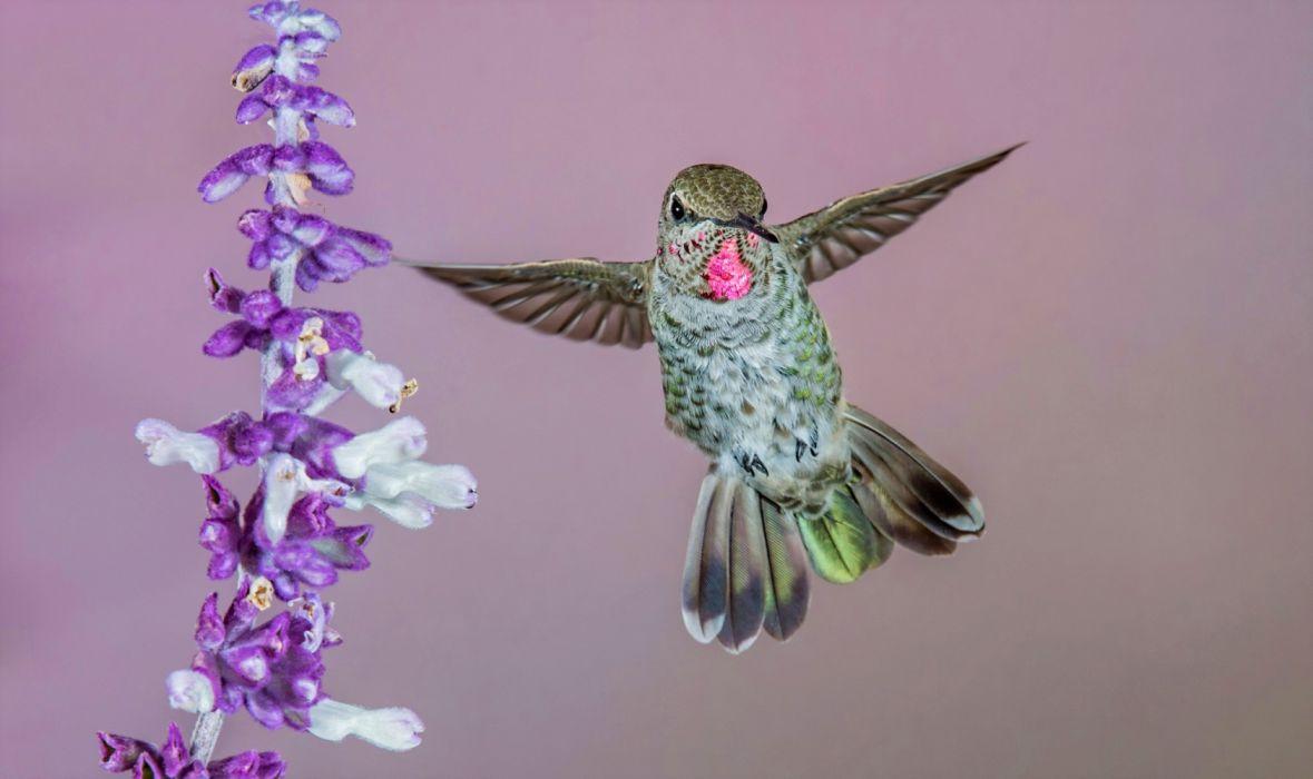 Hummingbirds And Lilacs Wallpapers Wallpaper Cave