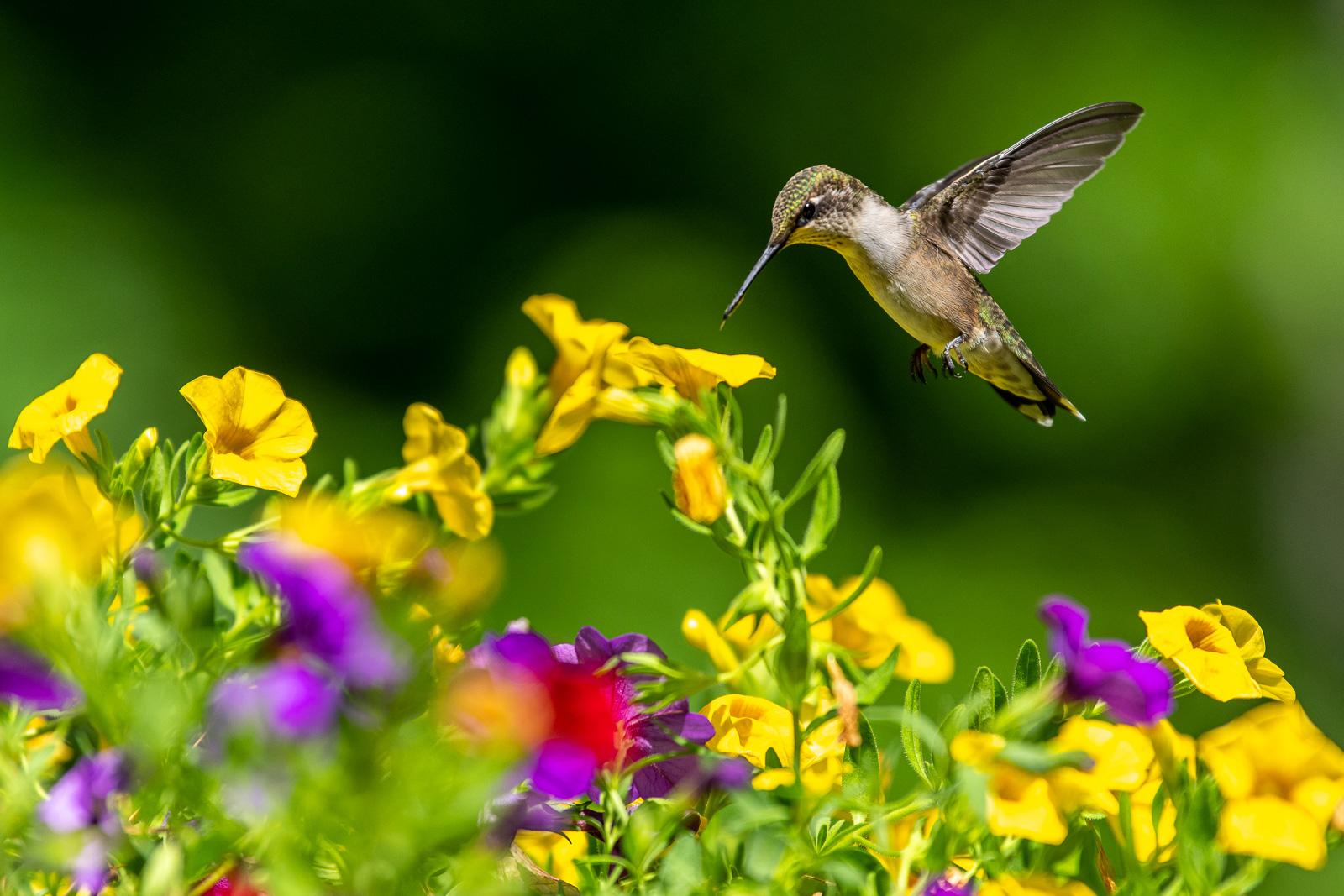 Hummingbirds And Lilacs Wallpapers Wallpaper Cave