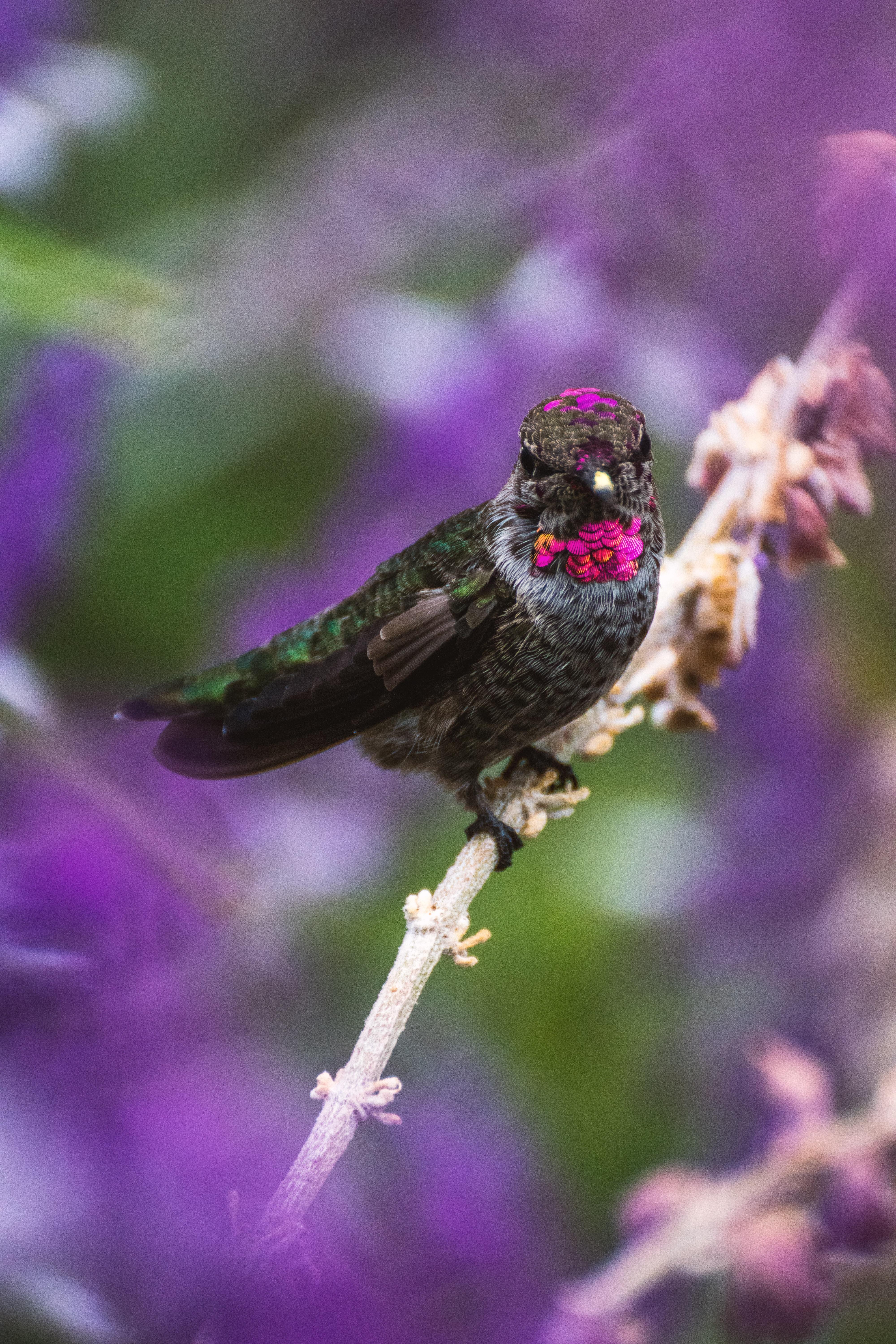 Hummingbirds And Lilacs Wallpapers Wallpaper Cave