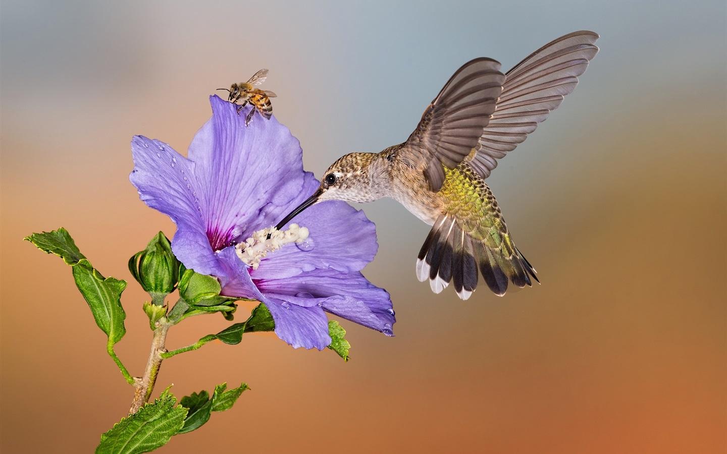 Hummingbirds And Lilacs Wallpapers Wallpaper Cave