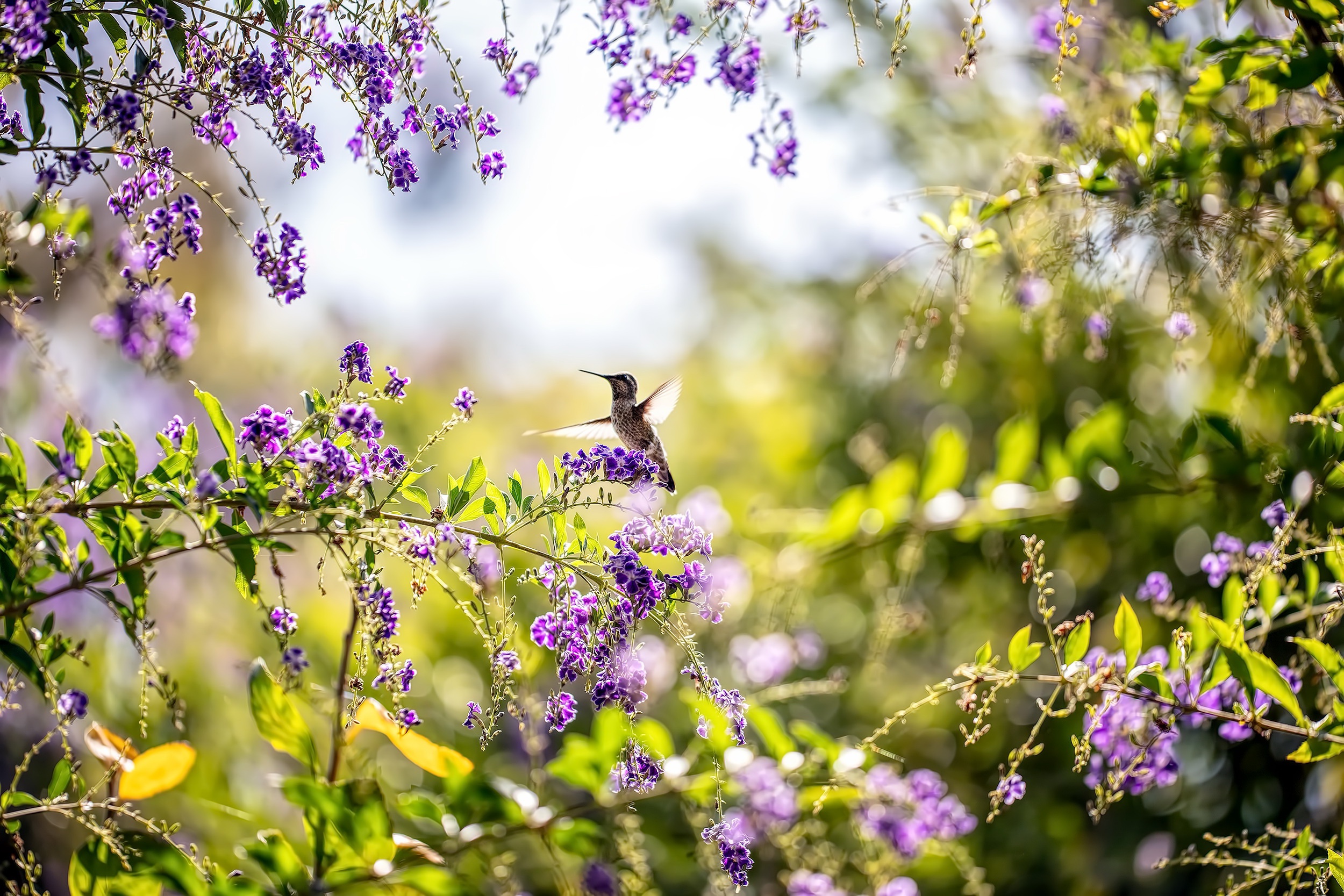 Hummingbirds And Lilacs Wallpapers Wallpaper Cave