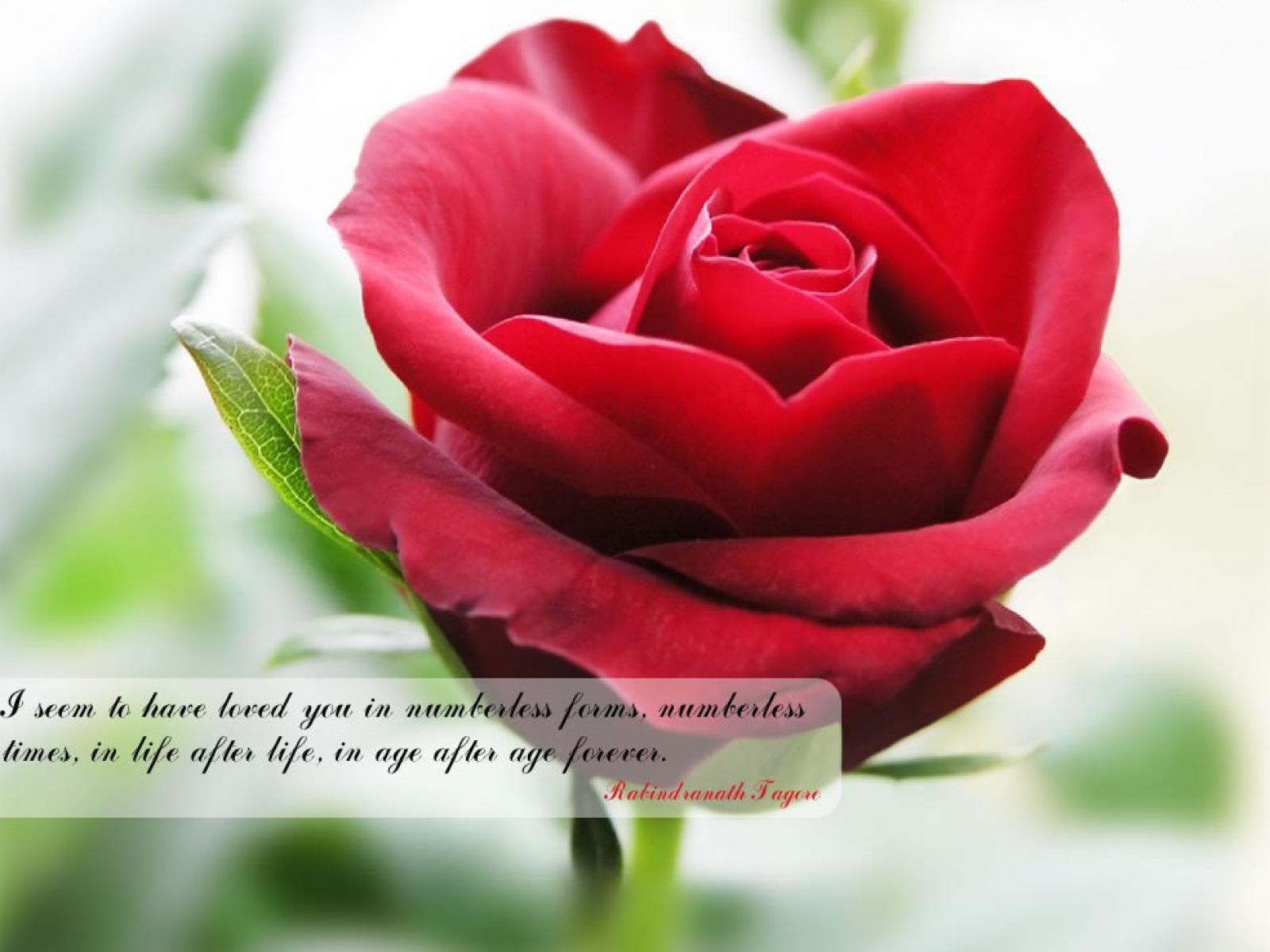 Quotes Flower Wallpapers Wallpaper Cave