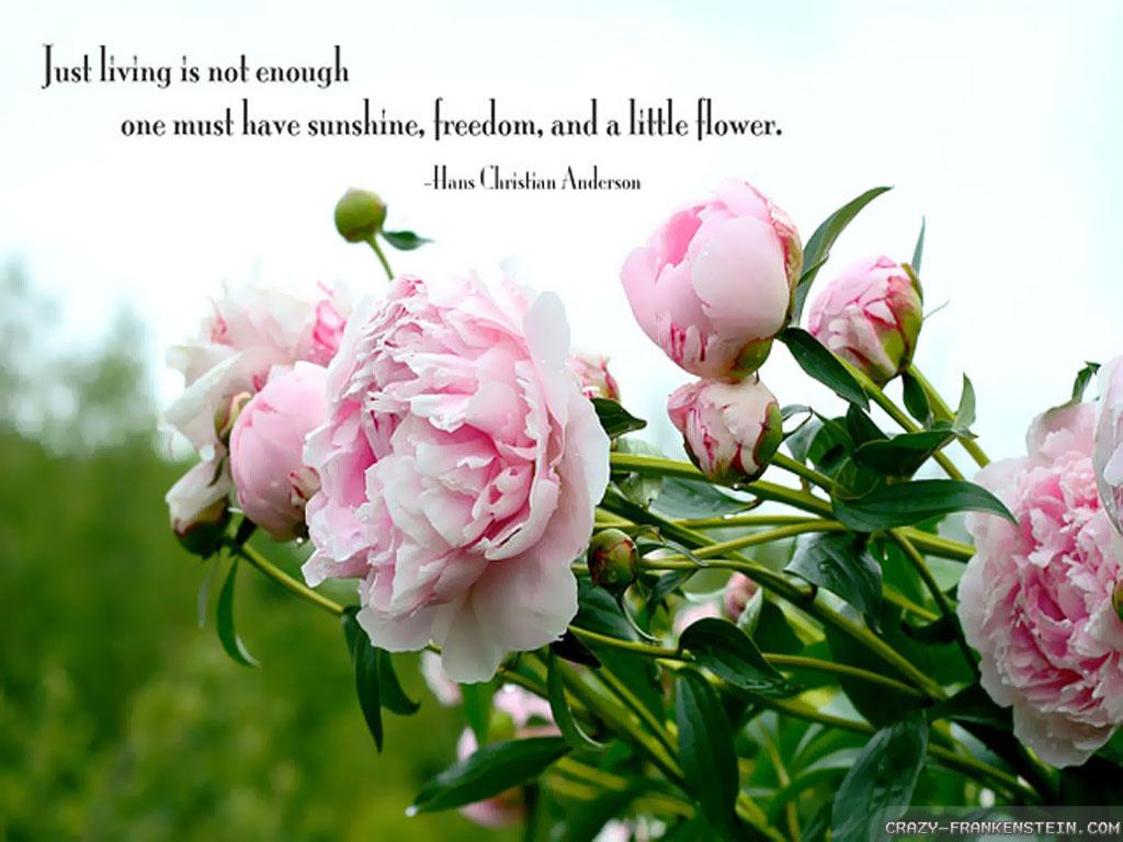 Quotes Flower Wallpapers Wallpaper Cave