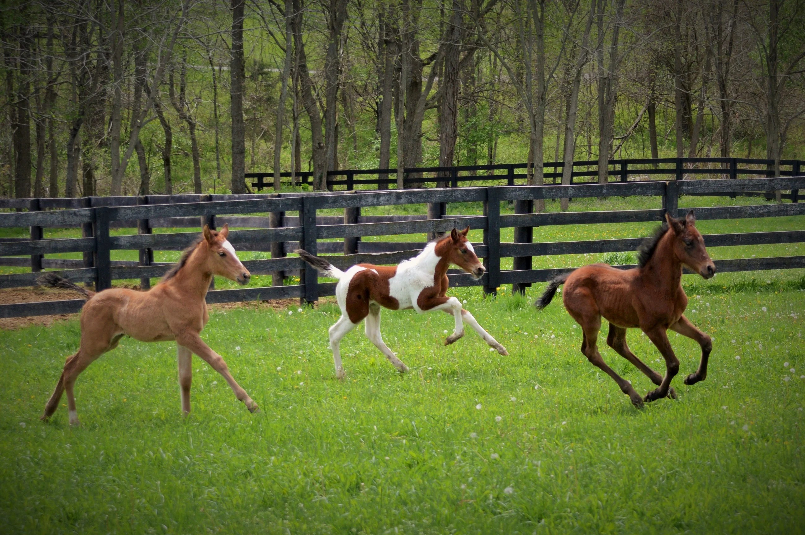Baby Foals Wallpapers Wallpaper Cave