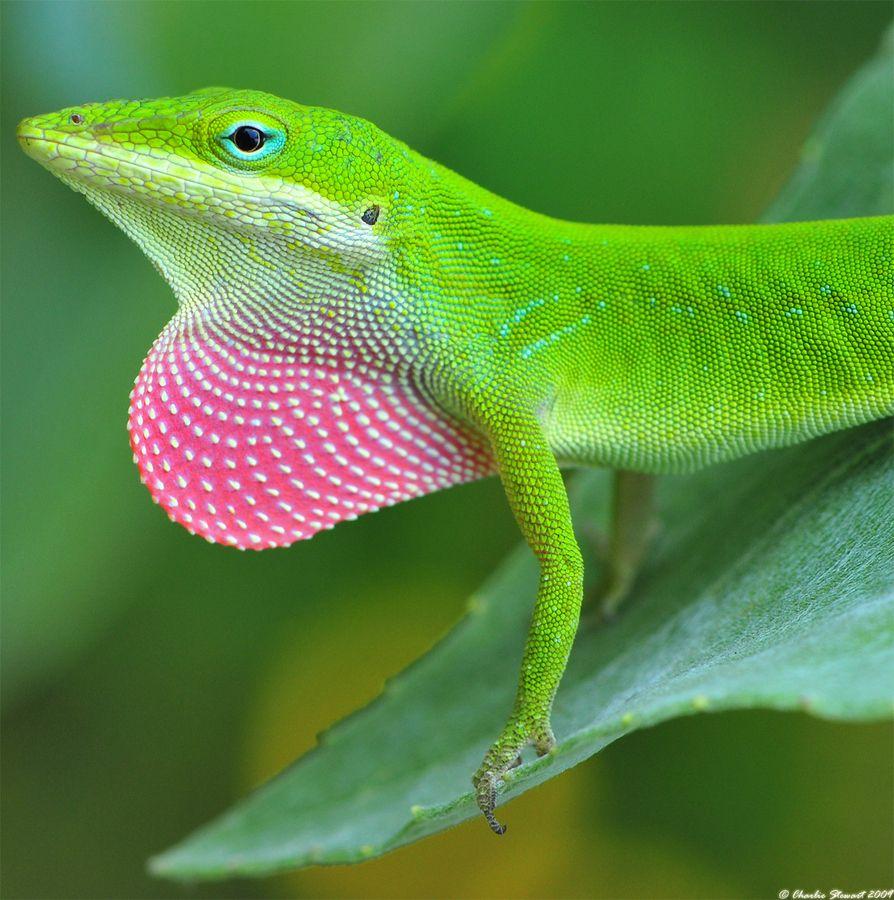 Green Anole Arboreal Lizard Wallpapers Wallpaper Cave