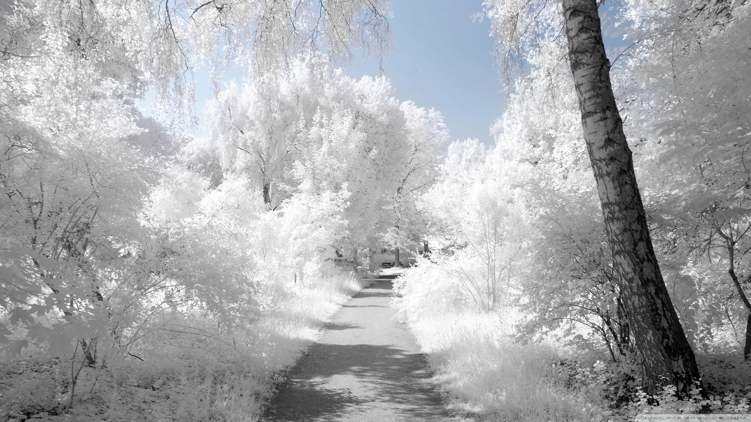 Infrared Landscape Wallpapers Wallpaper Cave