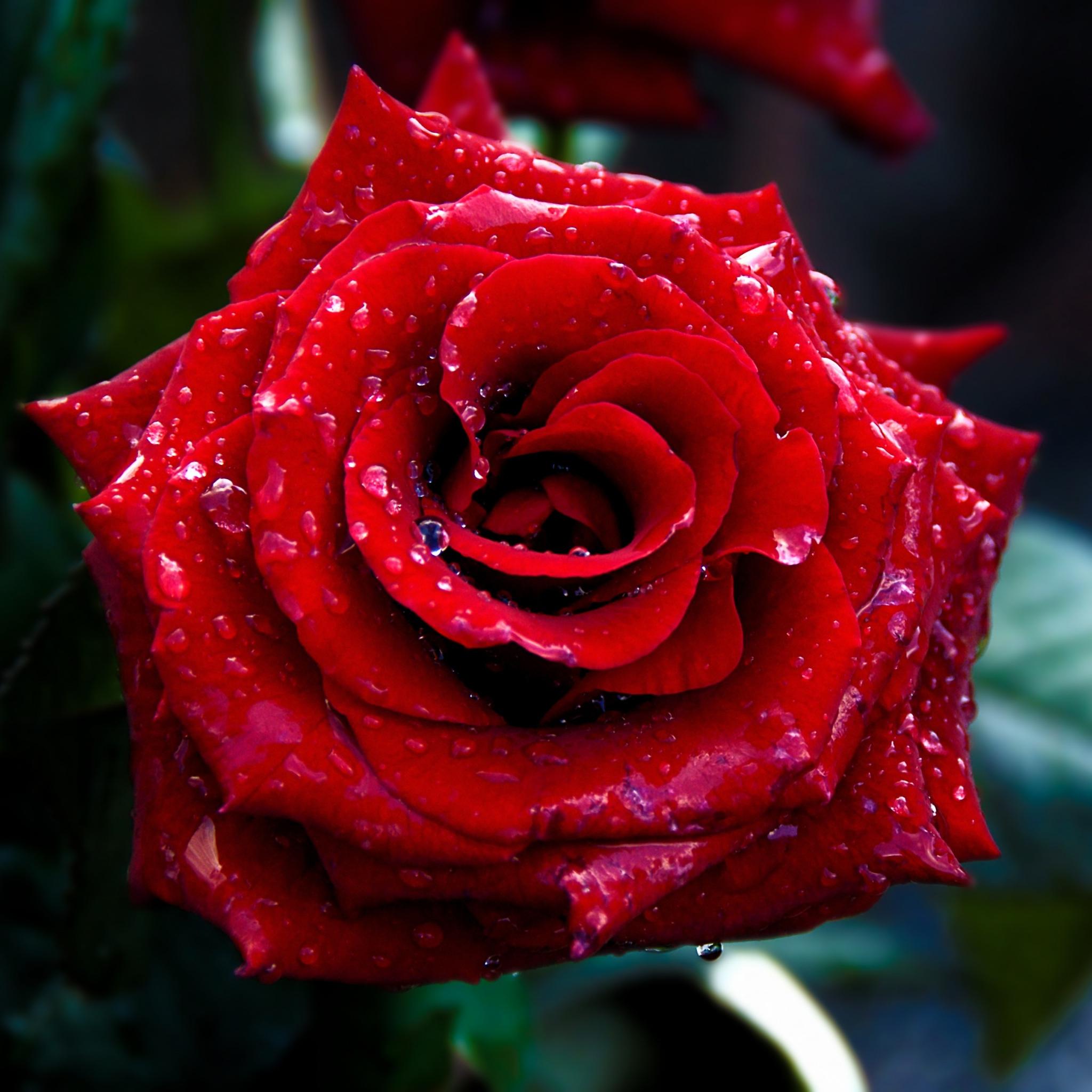 Cute Red Rose Aesthetic Wallpapers Wallpaper Cave