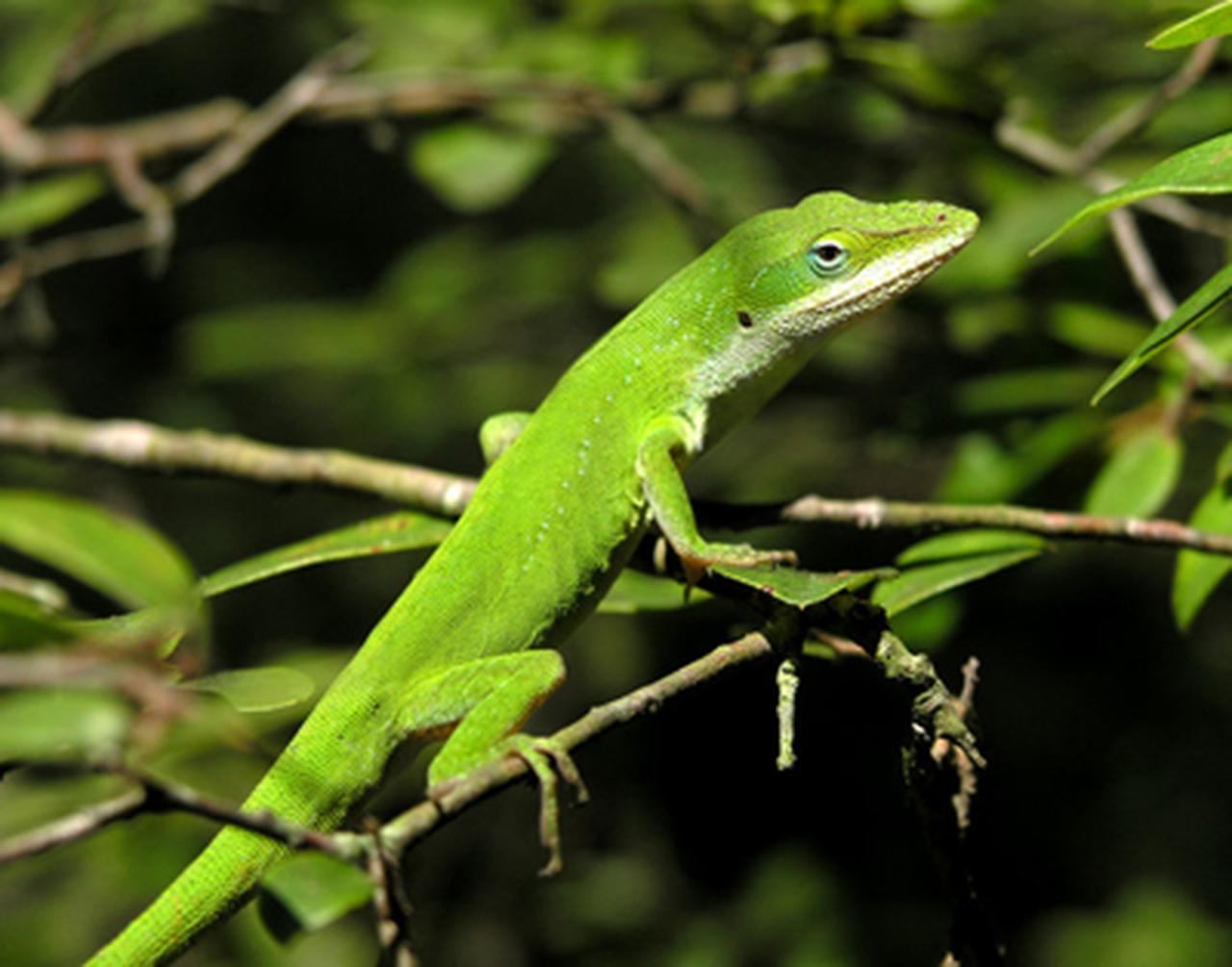 Green Anole Arboreal Lizard Wallpapers Wallpaper Cave