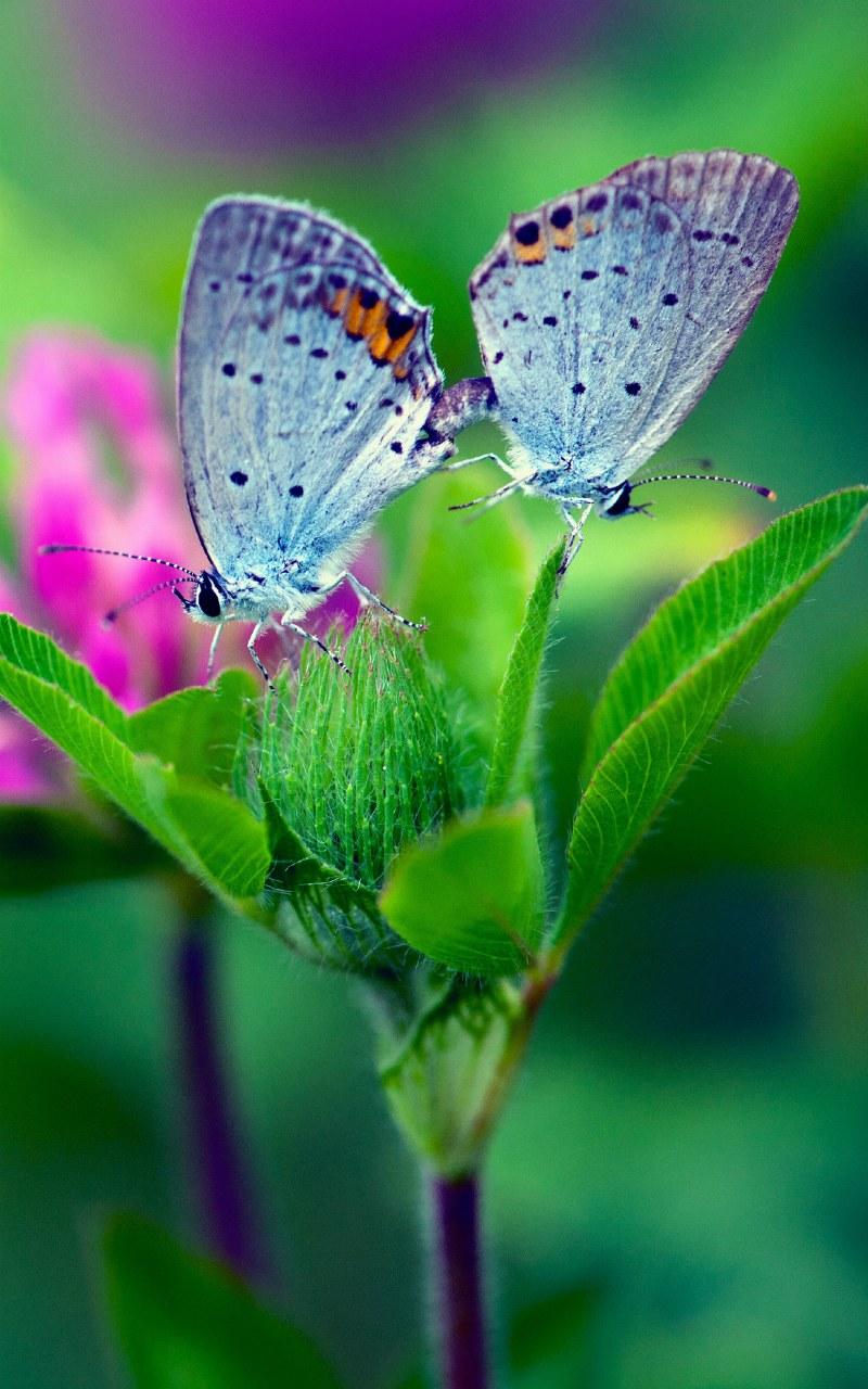 Butterfly Mobile Wallpapers Wallpaper Cave