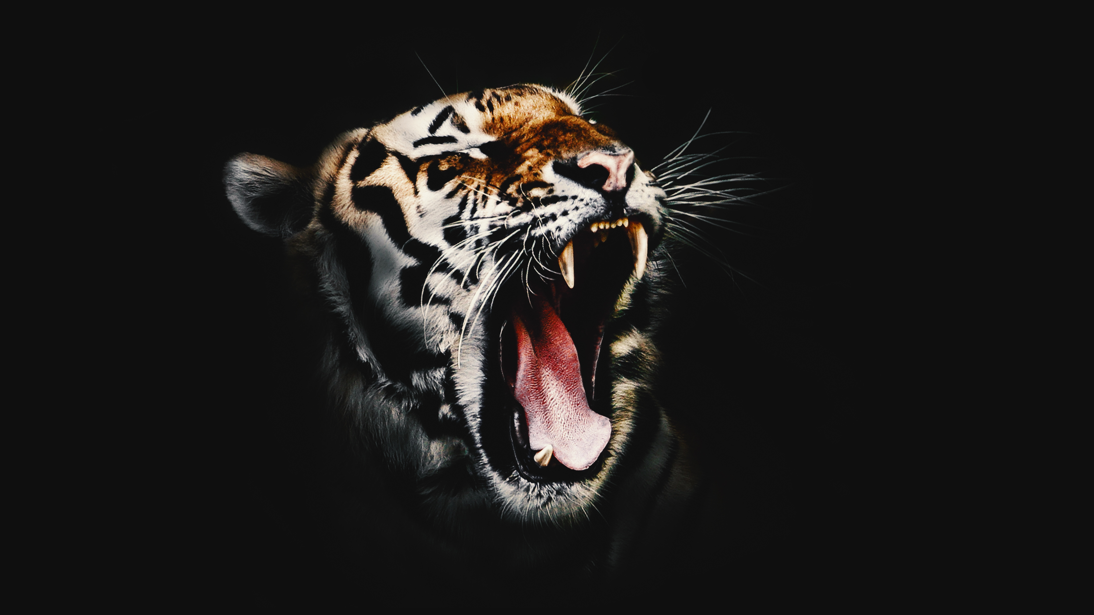 Desktop Tiger 4k Wallpapers Wallpaper Cave