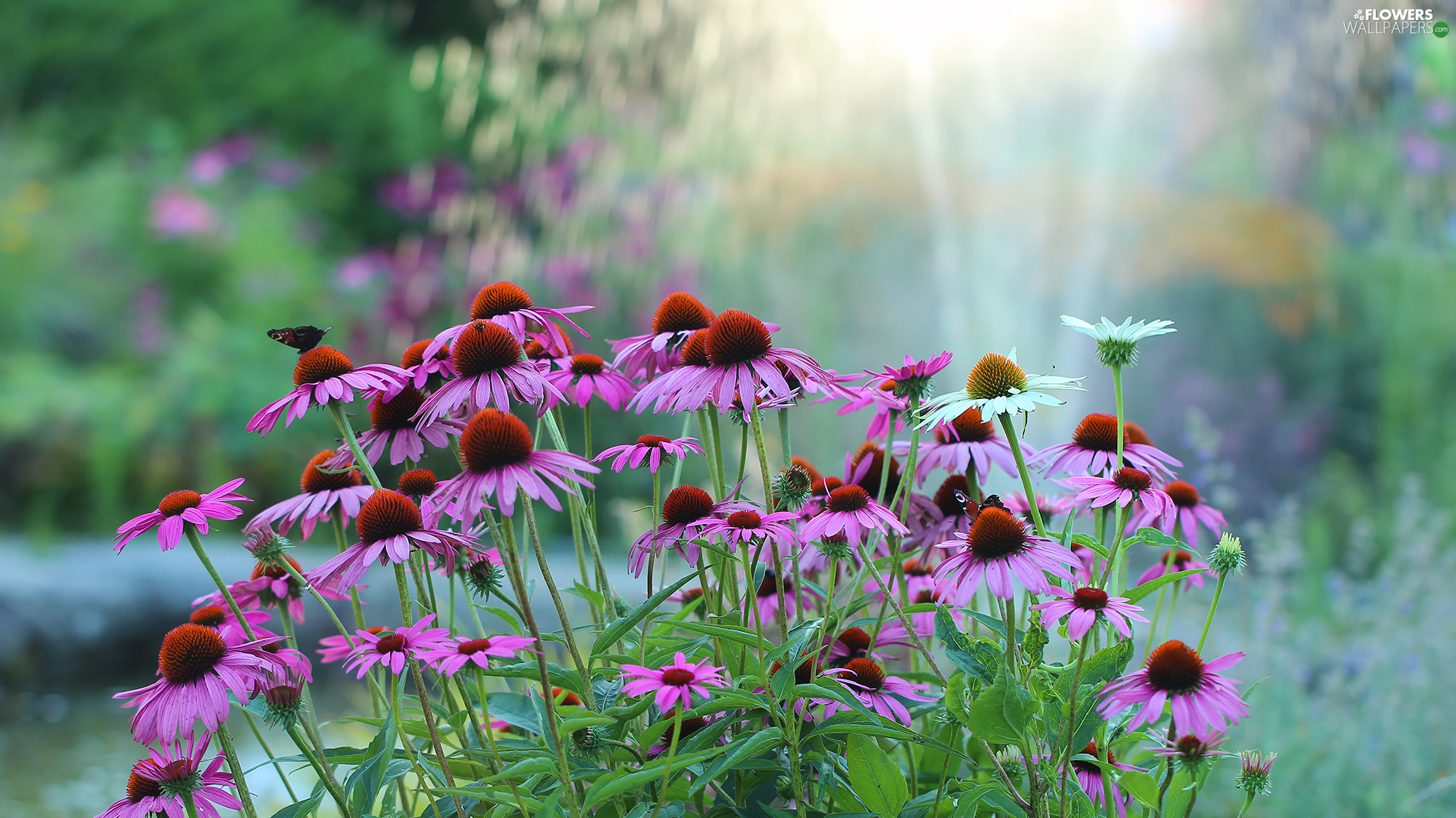 Green Coneflowers Wallpapers Wallpaper Cave