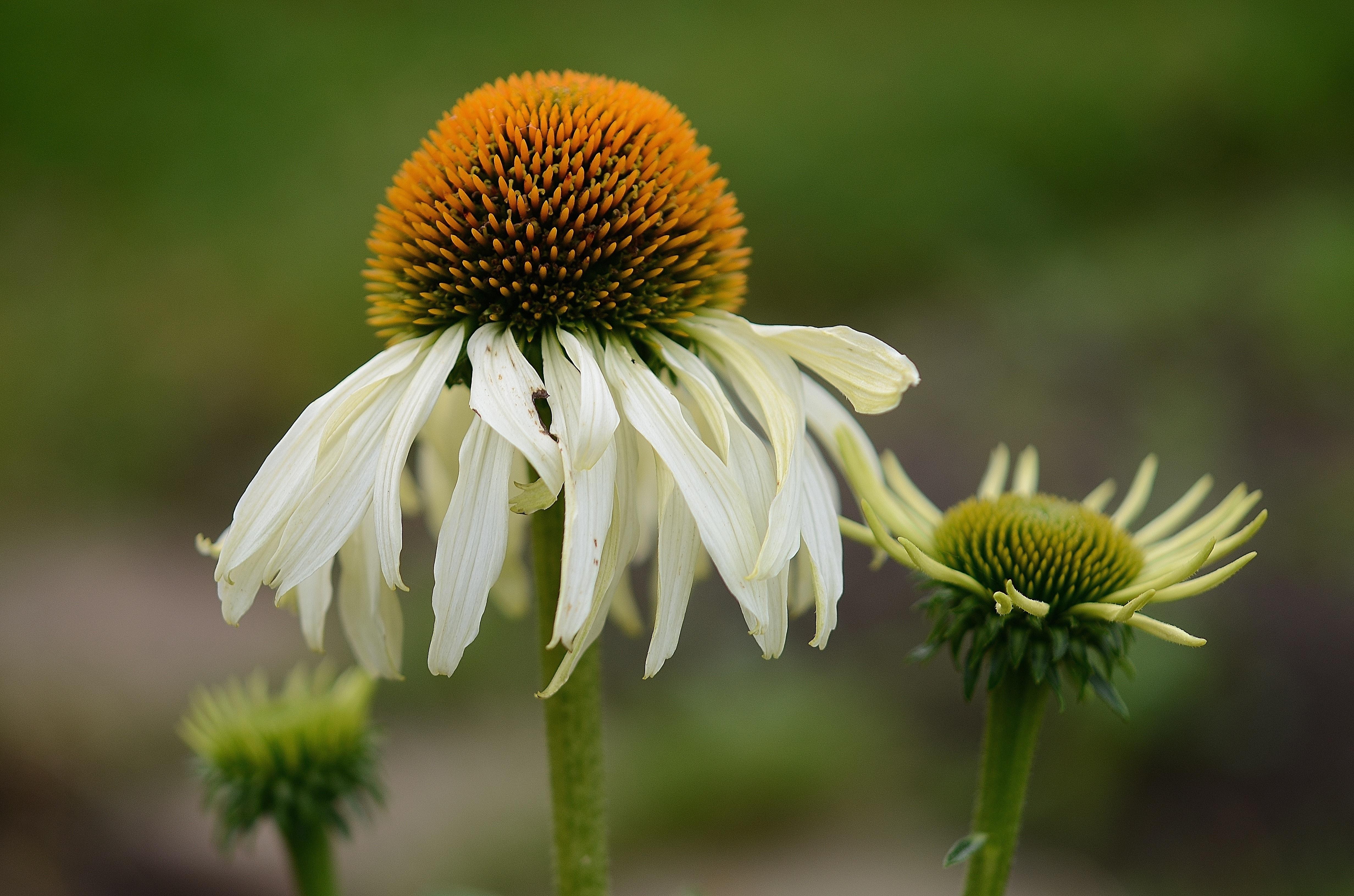 Green Coneflowers Wallpapers Wallpaper Cave