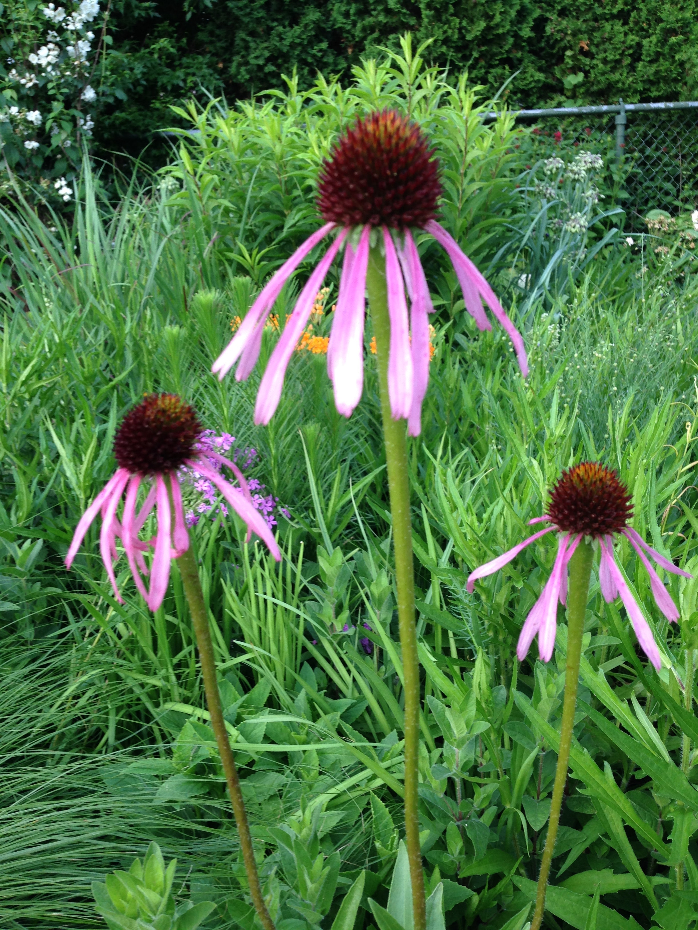 Green Coneflowers Wallpapers Wallpaper Cave