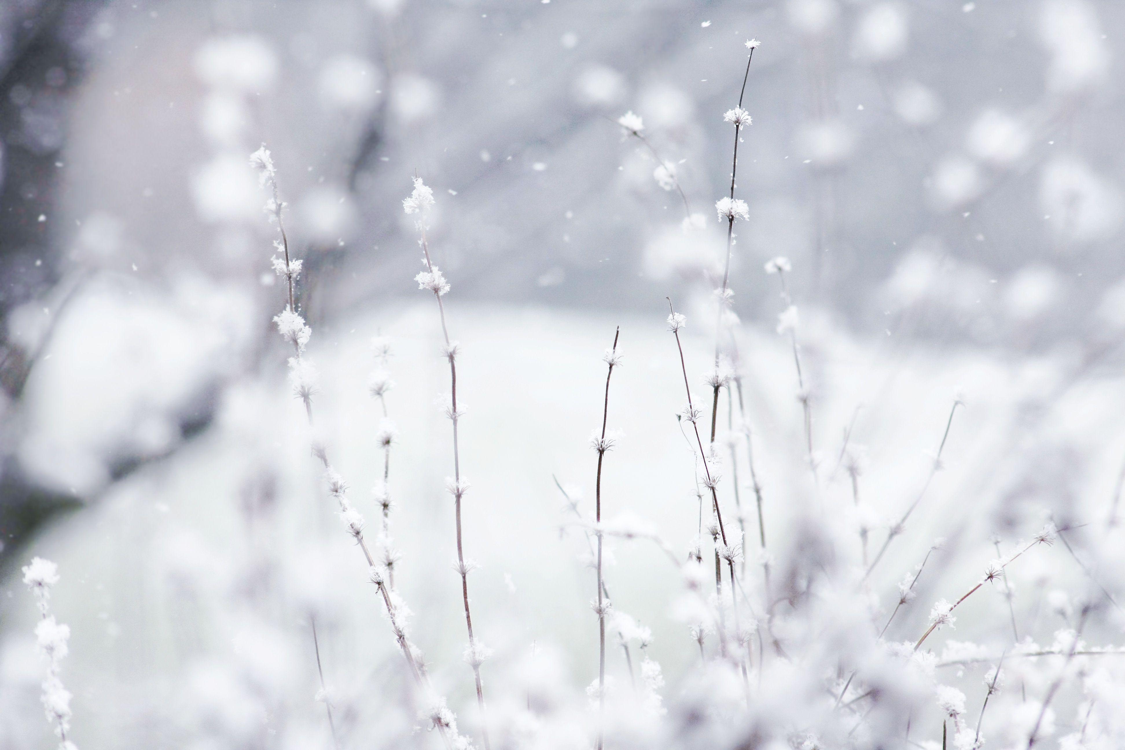 Winter Wonderland Aesthetic Wallpapers Wallpaper Cave
